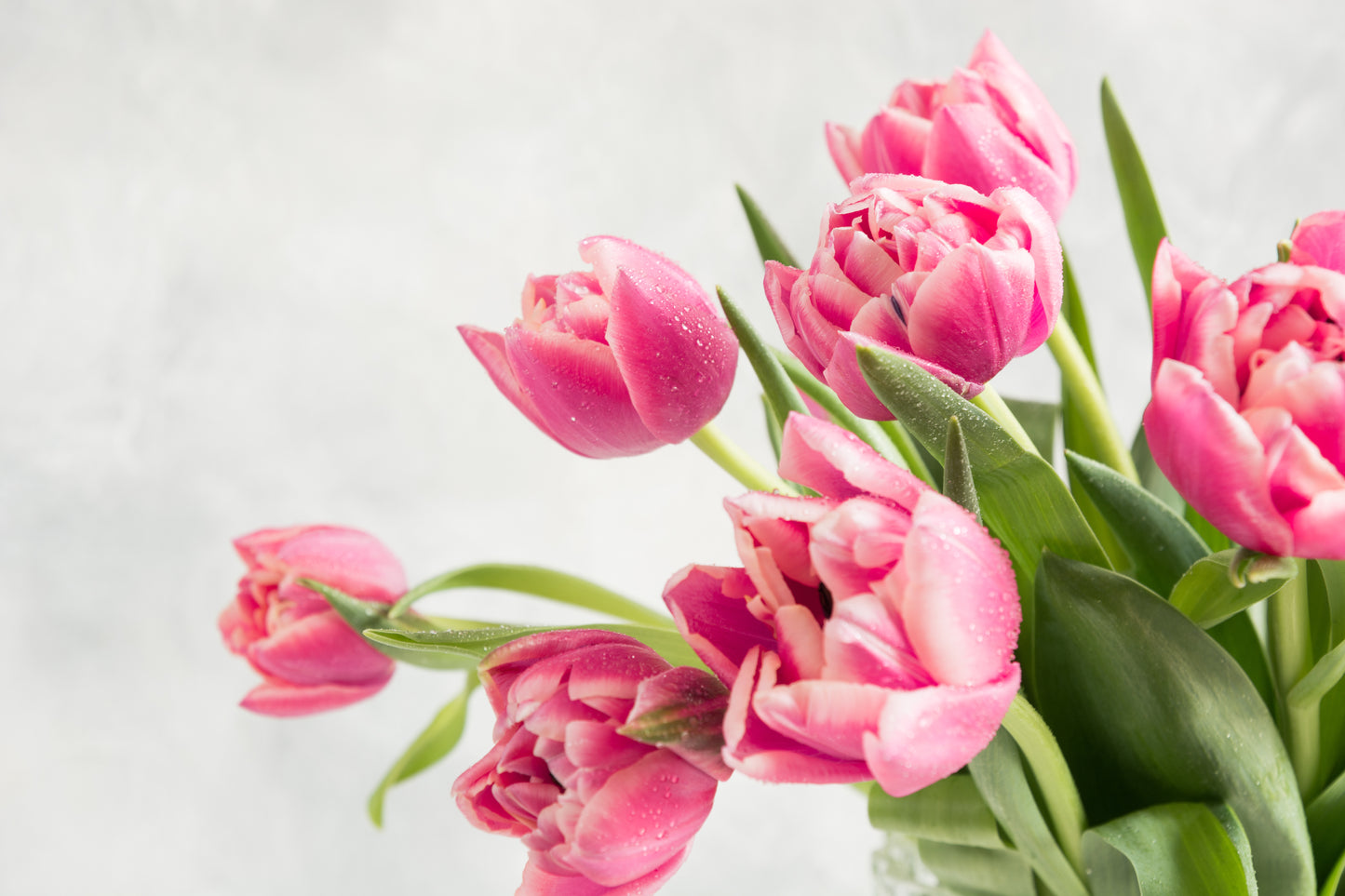 Tulip - Ranomi