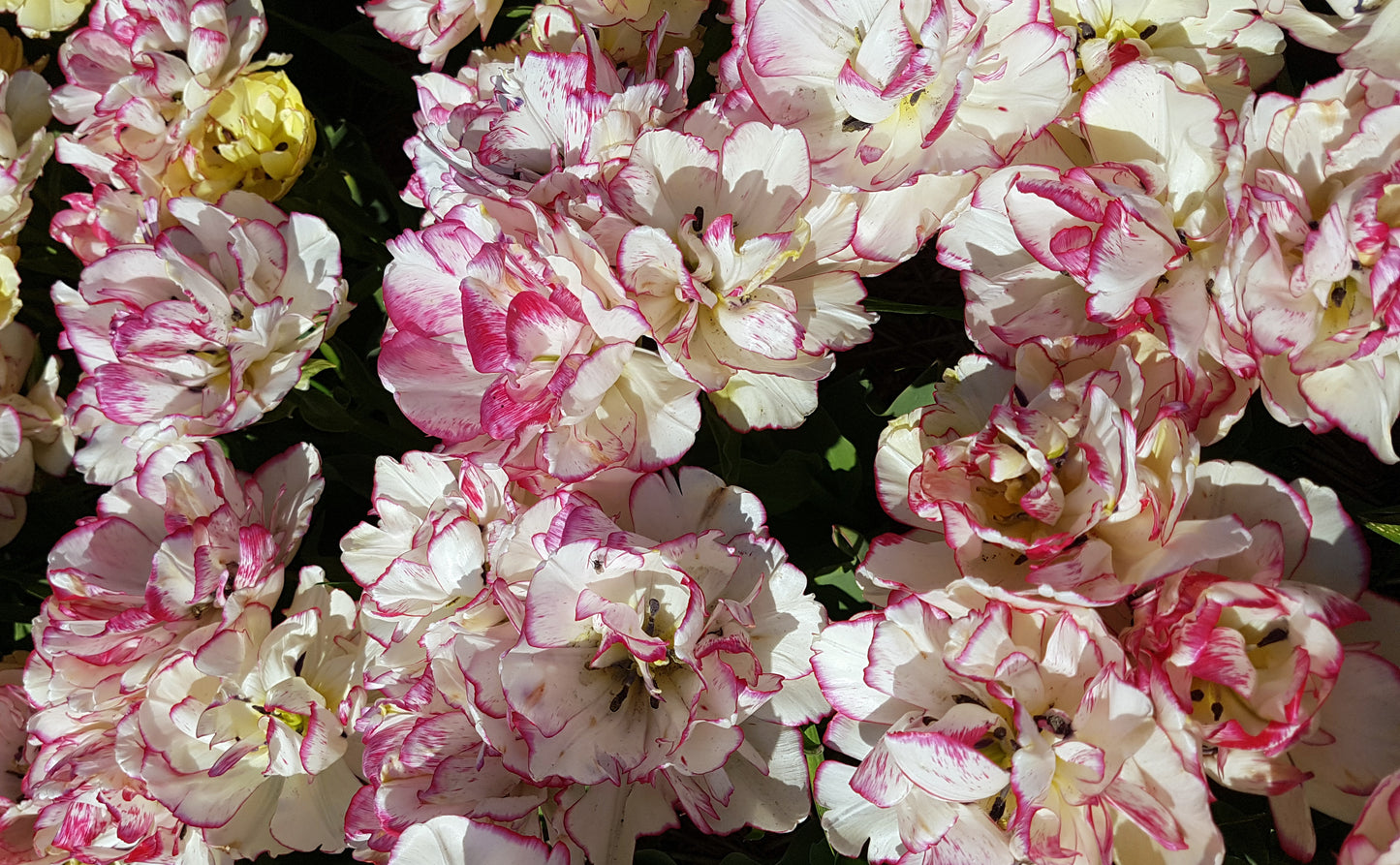 Tulip - Belicia