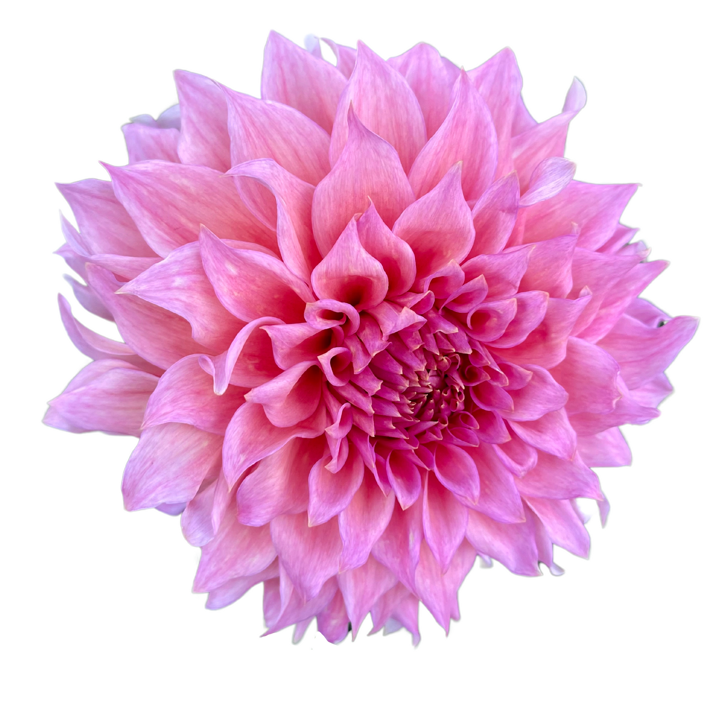 Potted Dahlia, Wyn’s Pink Pearl