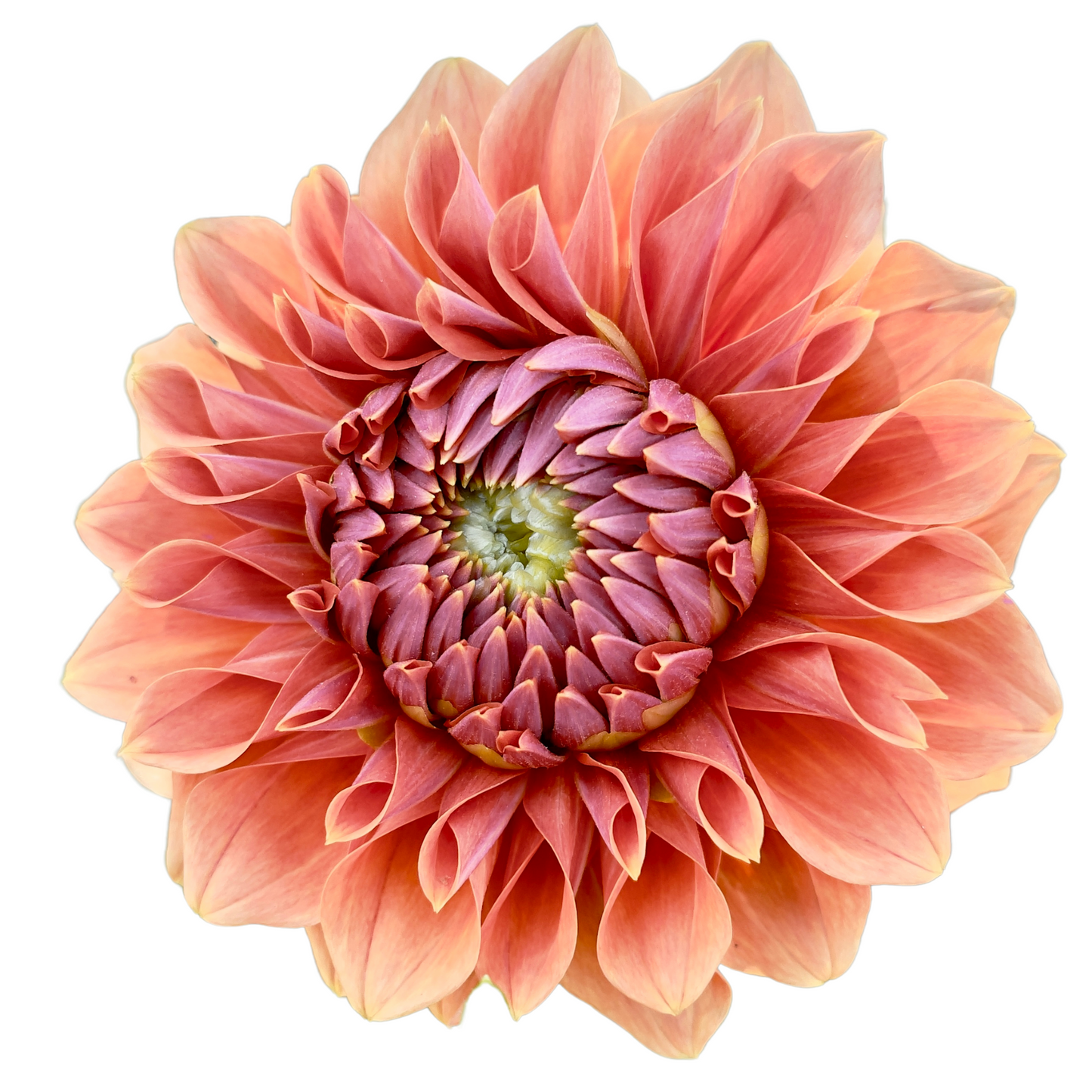 Dahlia Tuber, Hy Patti