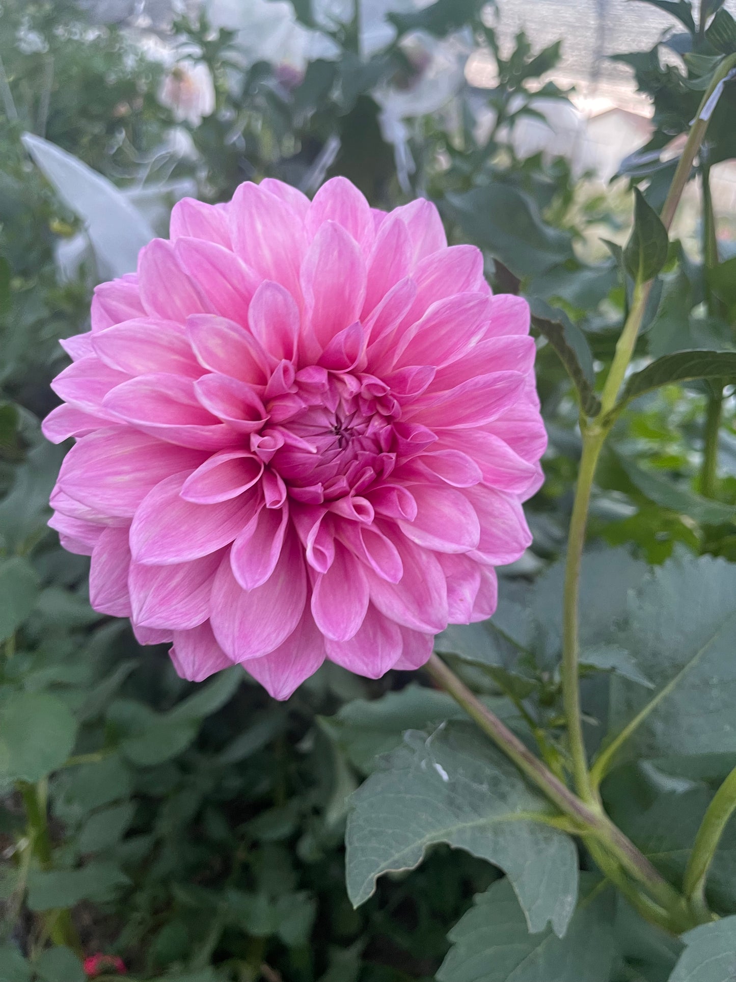 Potted Dahlia, Bargaly Blush