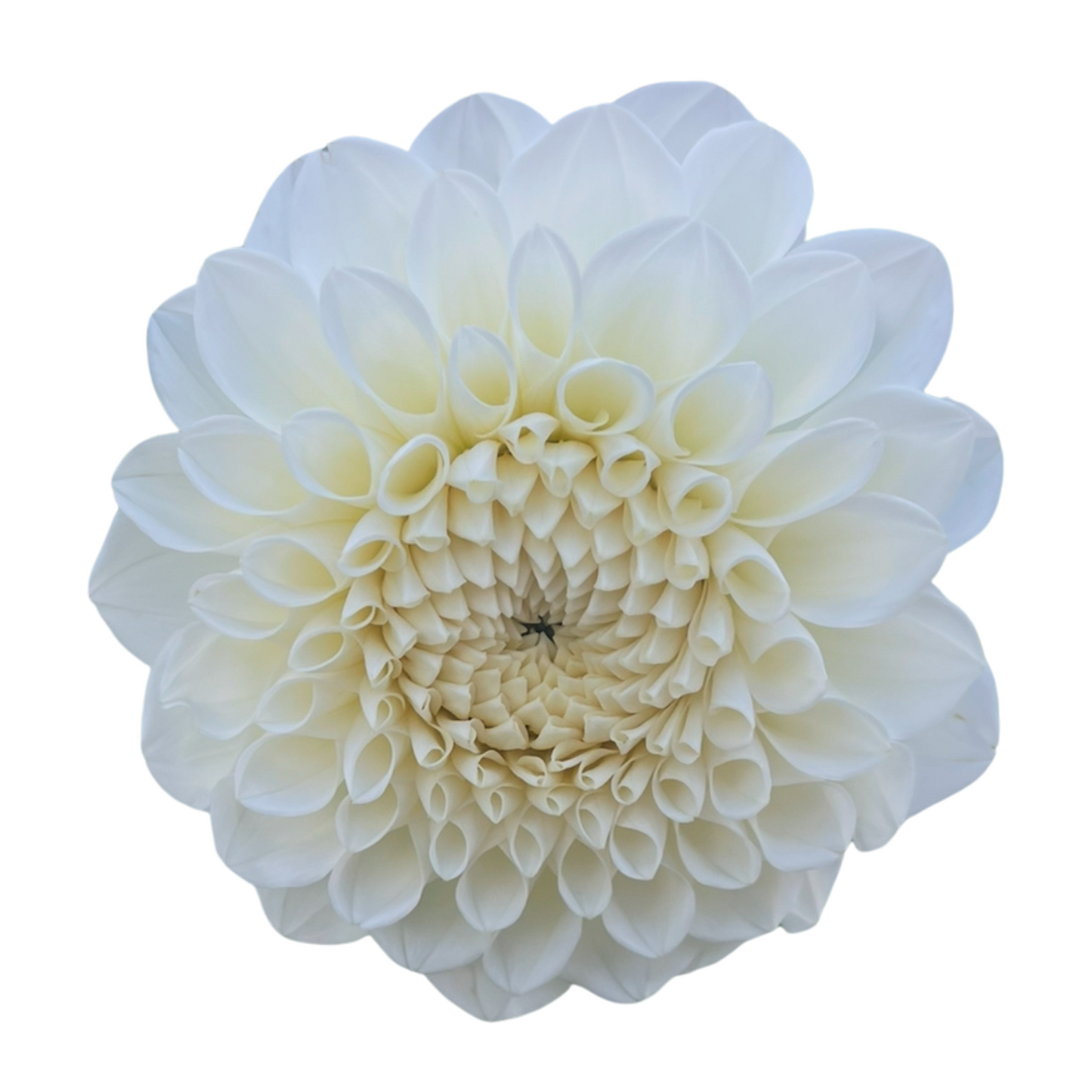 Potted Dahlia, Brookside Snowball