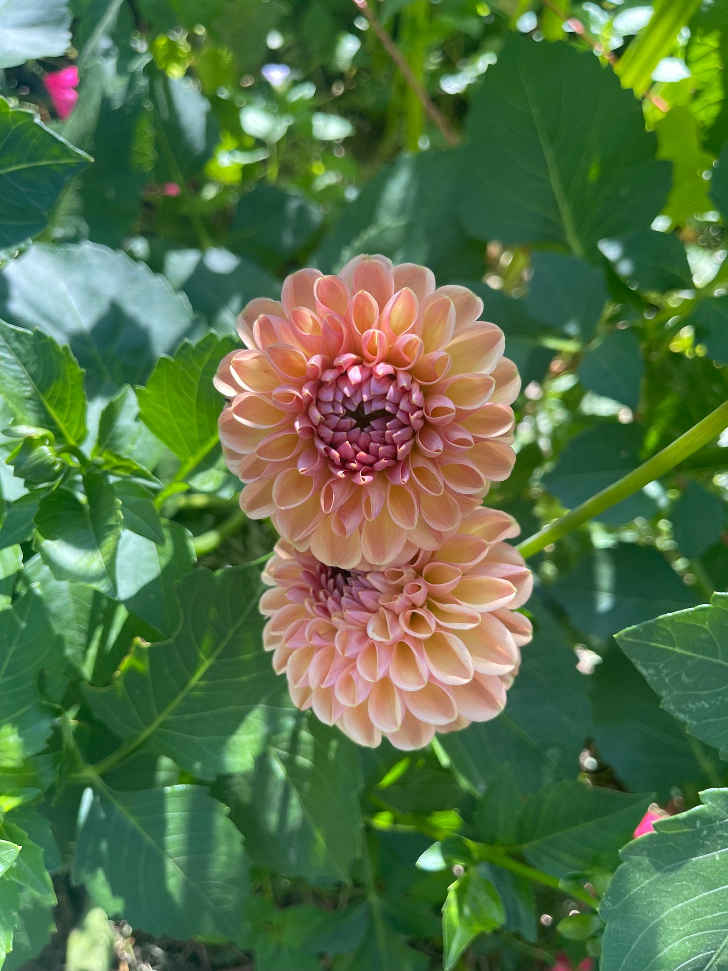 Dahlia Tuber, Valley Tawny