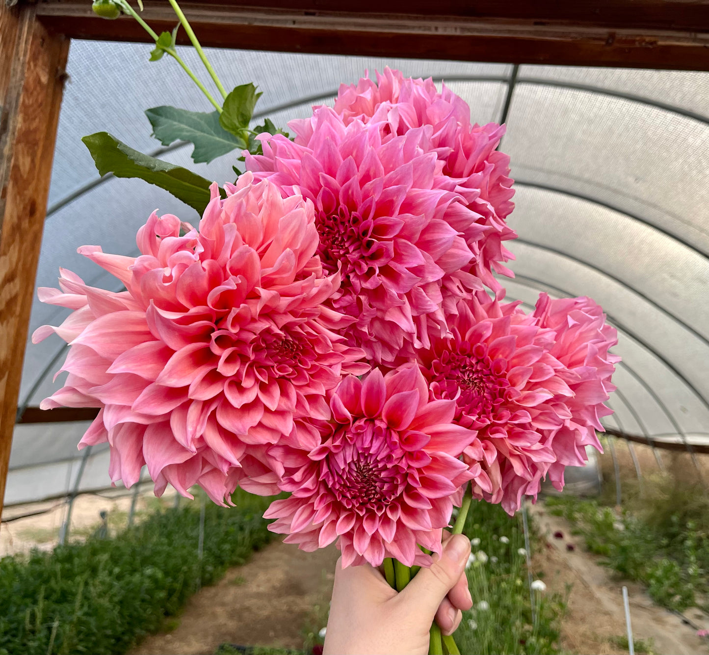 Potted Dahlia, Wyn’s Pink Pearl