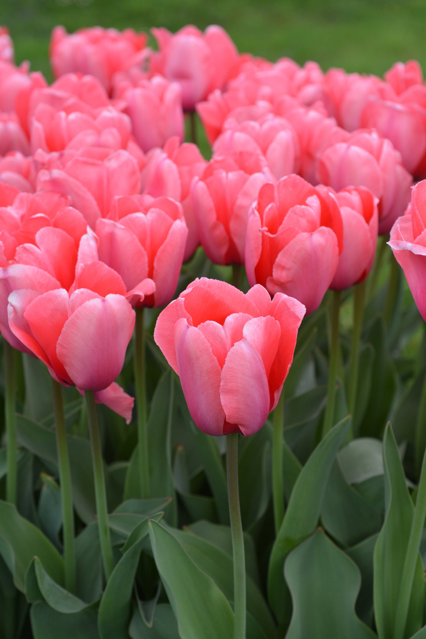 Tulip - Pink Impression