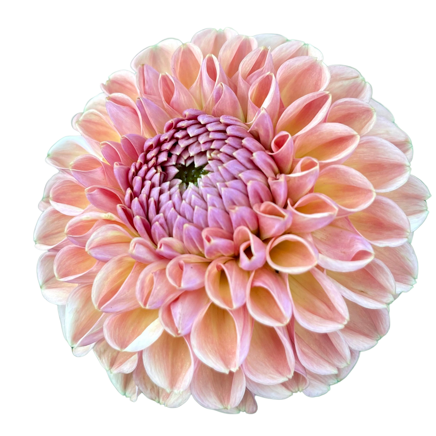 Dahlia Tuber, Valley Tawny