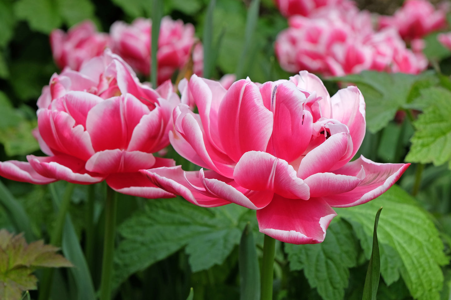 Tulip - Columbus