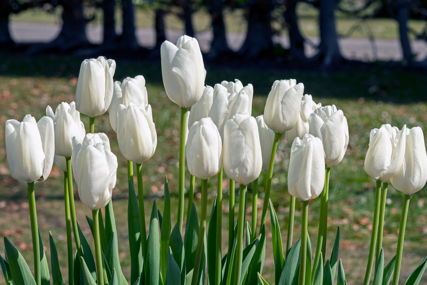 Tulip - Hakuun