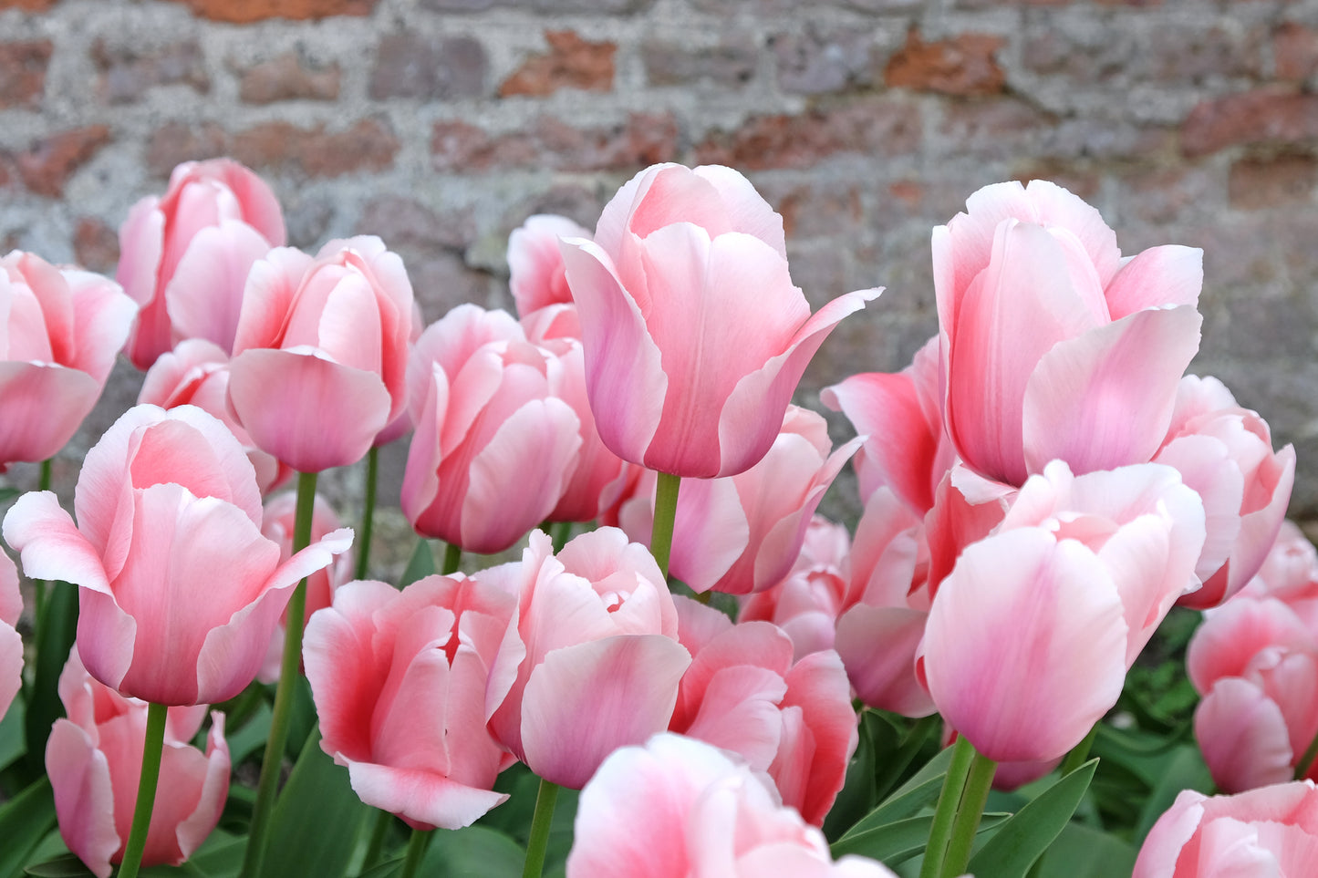 Tulip - Apricot Pride