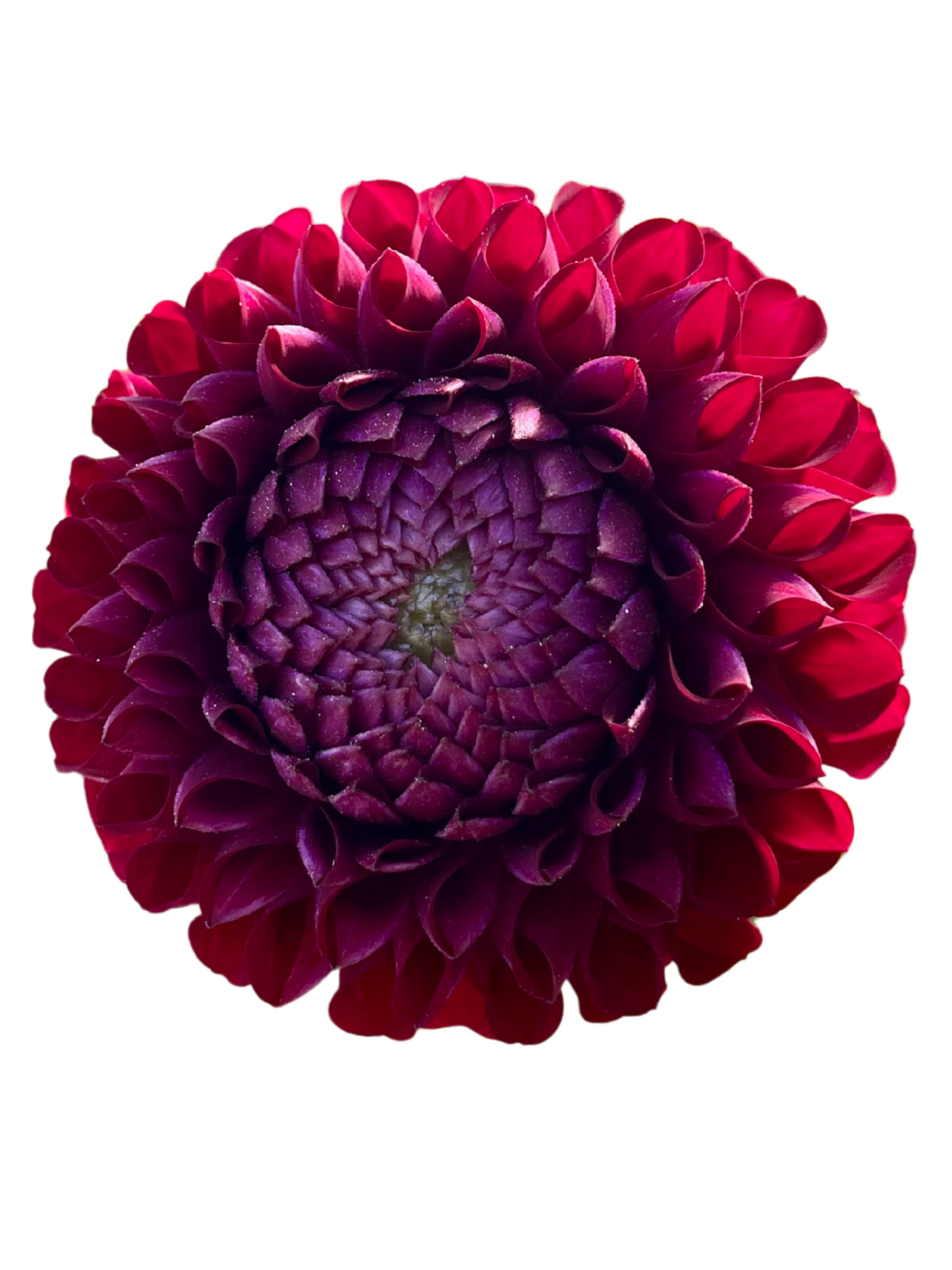 Dahlia Tuber, Ivanetti