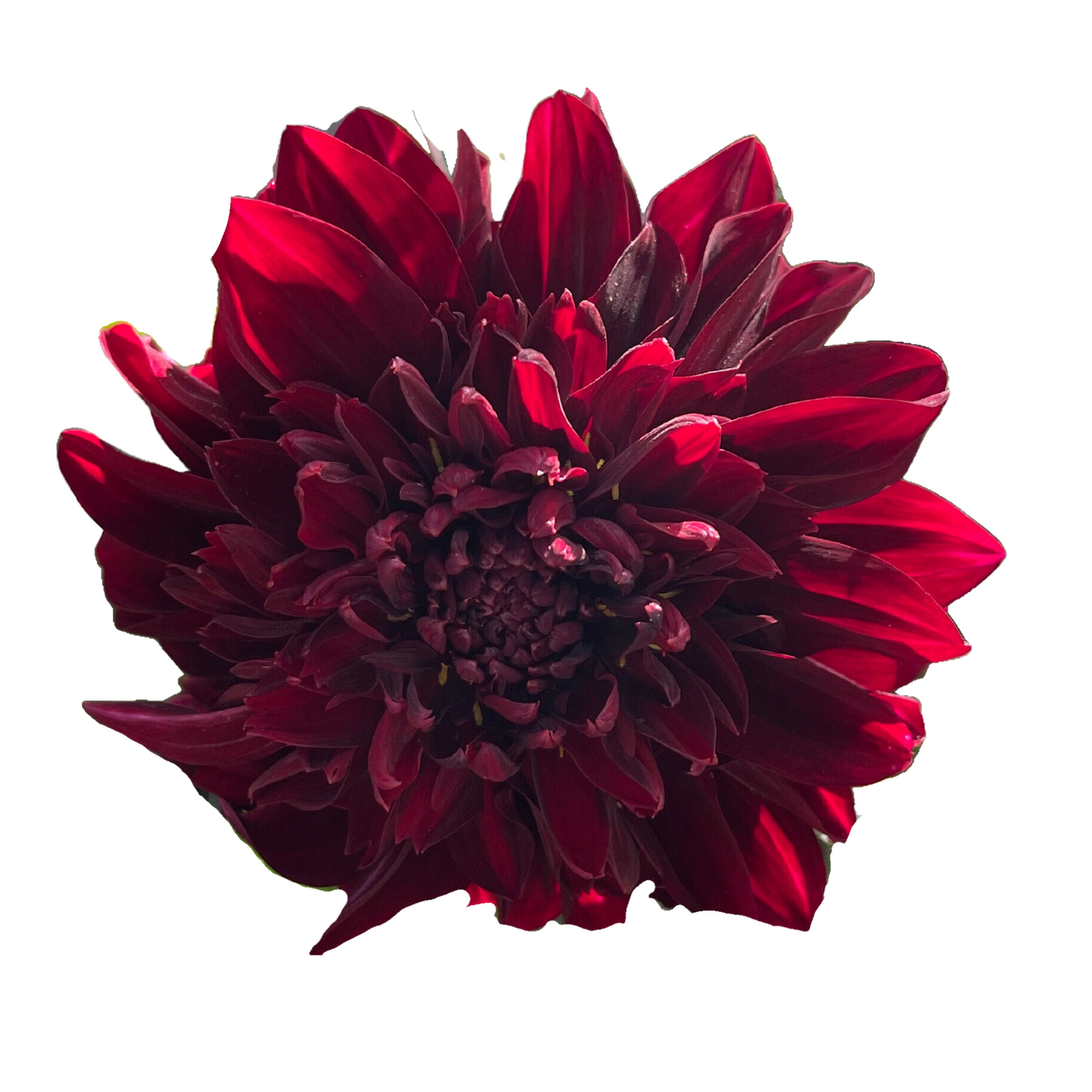 Potted Dahlia, Soulman