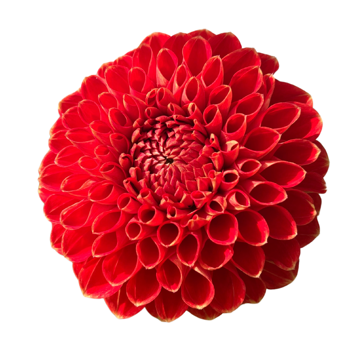 Dahlia Tuber, Ruskin Gypsy