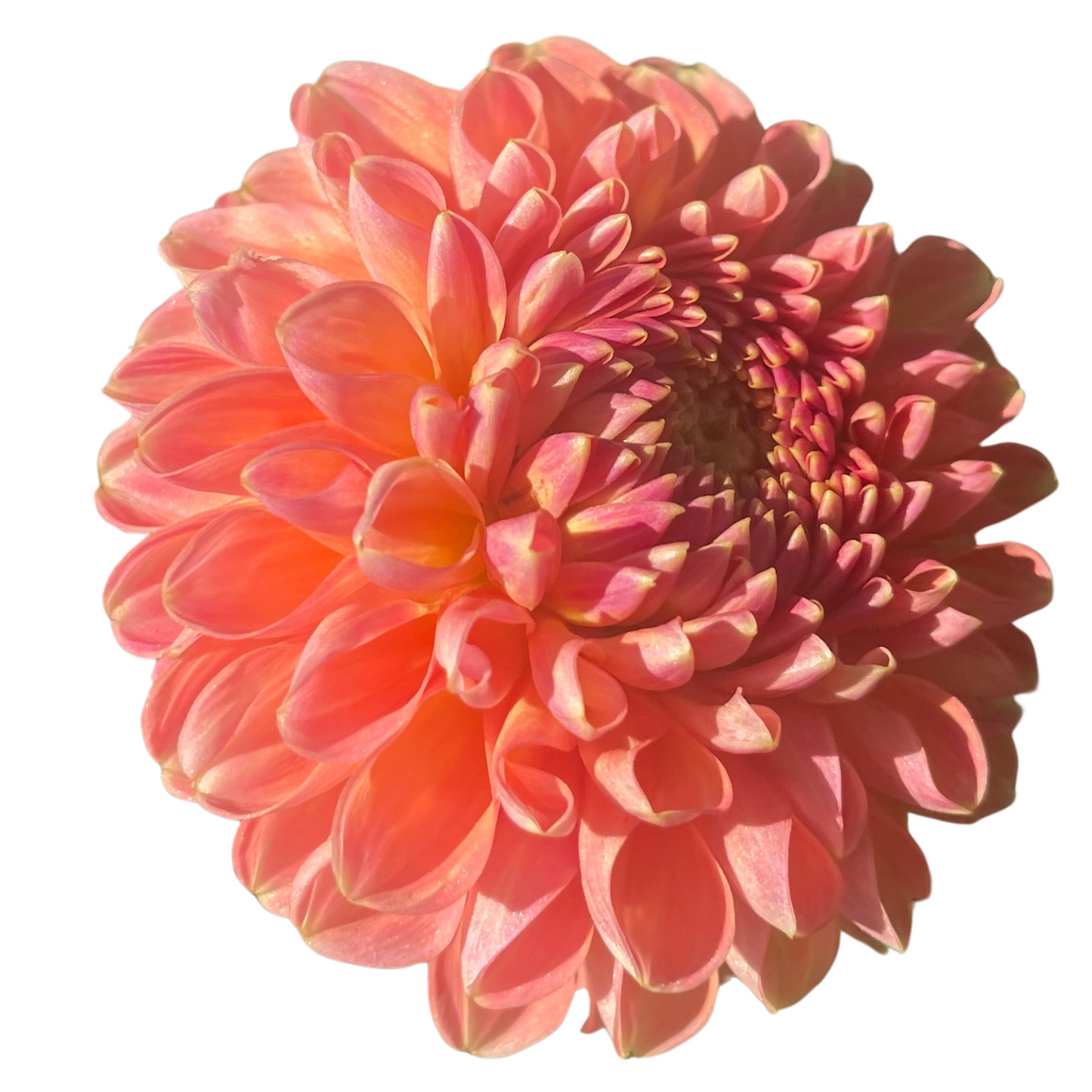 Potted Dahlia, Crichton Honey