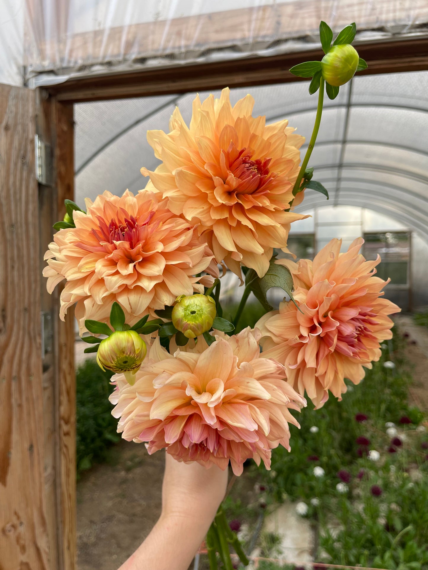 Potted Dahlia, Normandy Bright Day