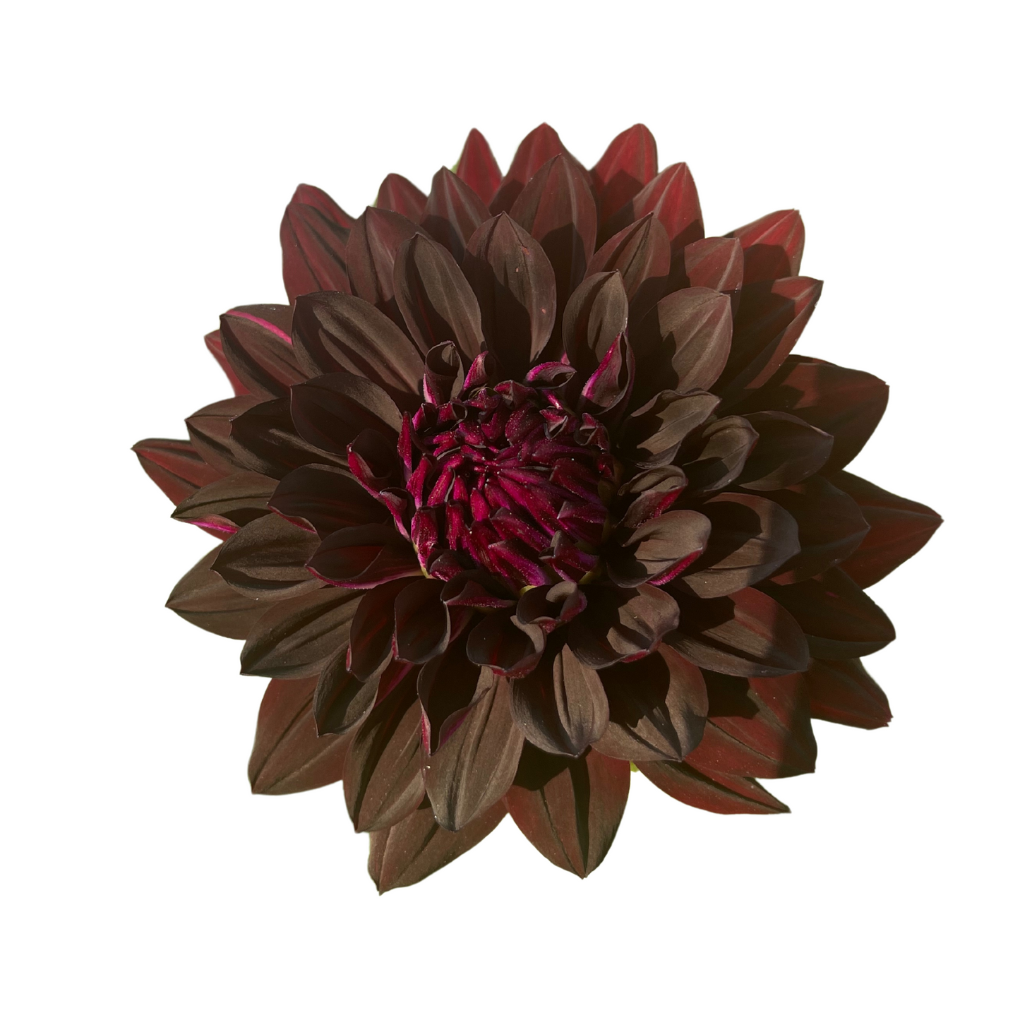 Potted Dahlia, Hollyhill Black Beauty