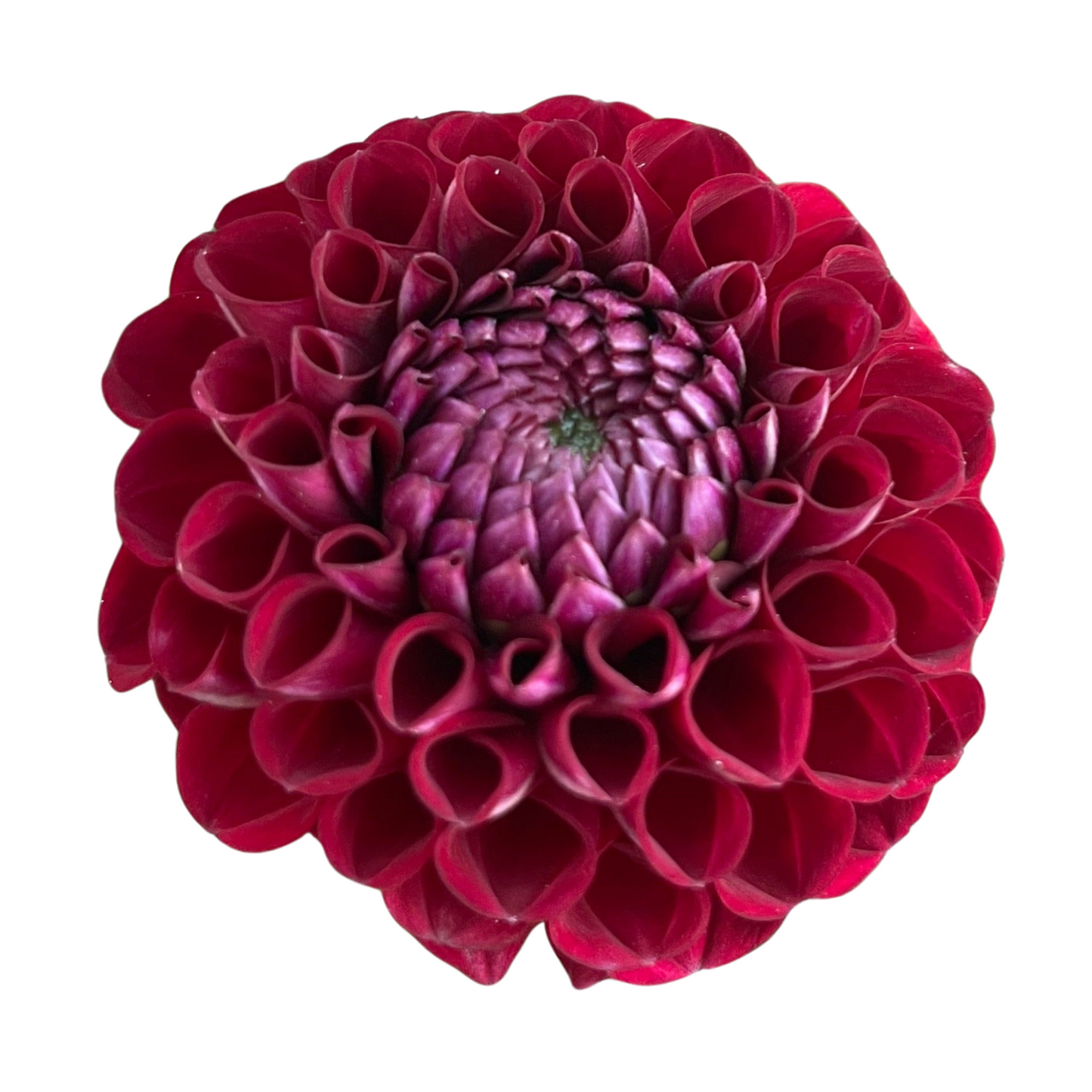 Potted Dahlia, Cornel