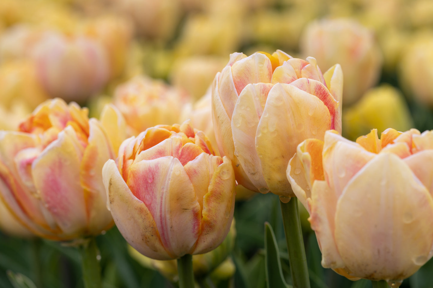 Tulip - Charming Lady