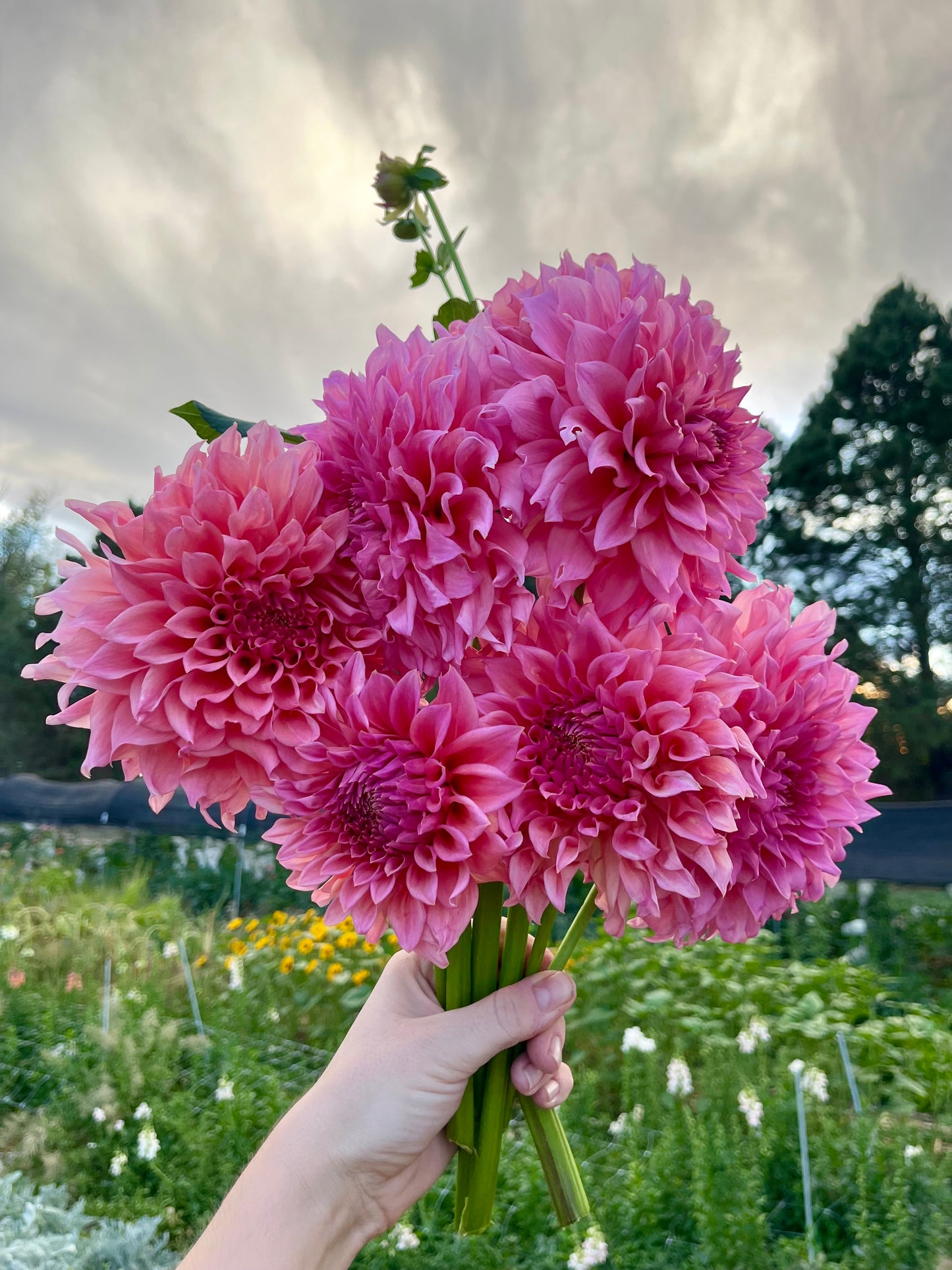 Potted Dahlia, Wyn’s Pink Pearl