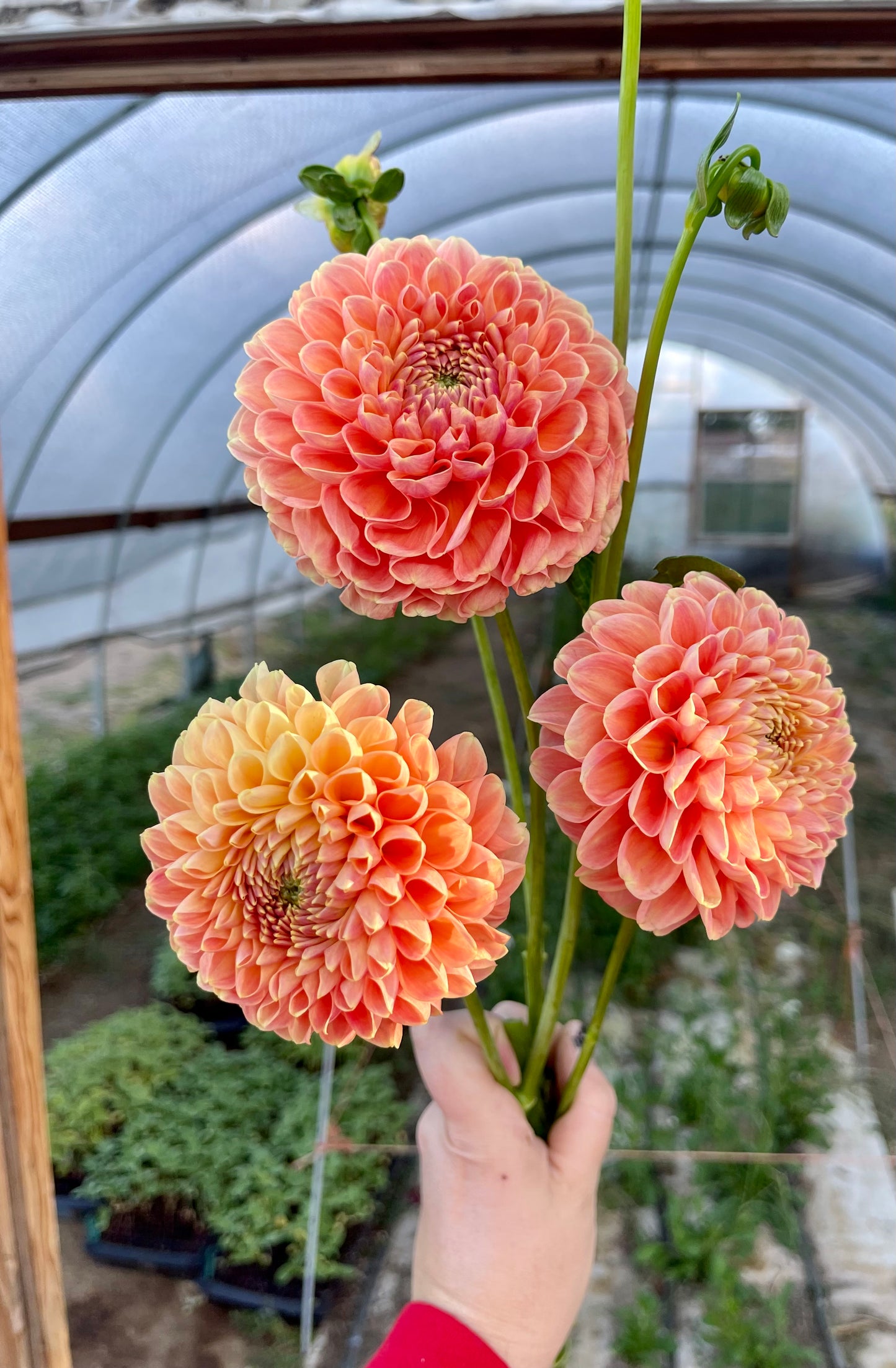 Potted Dahlia, Crichton Honey