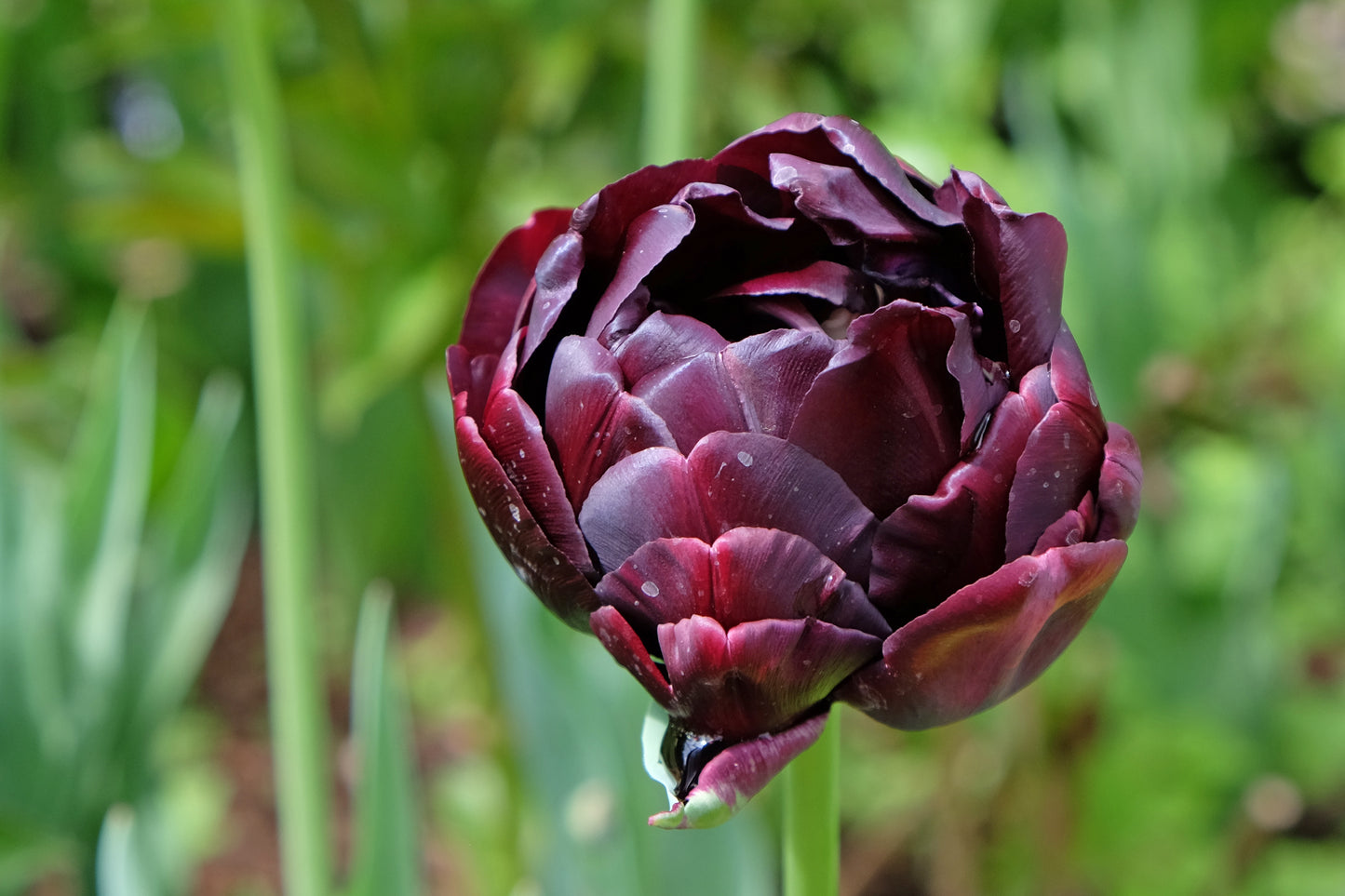 Tulip - Black Hero