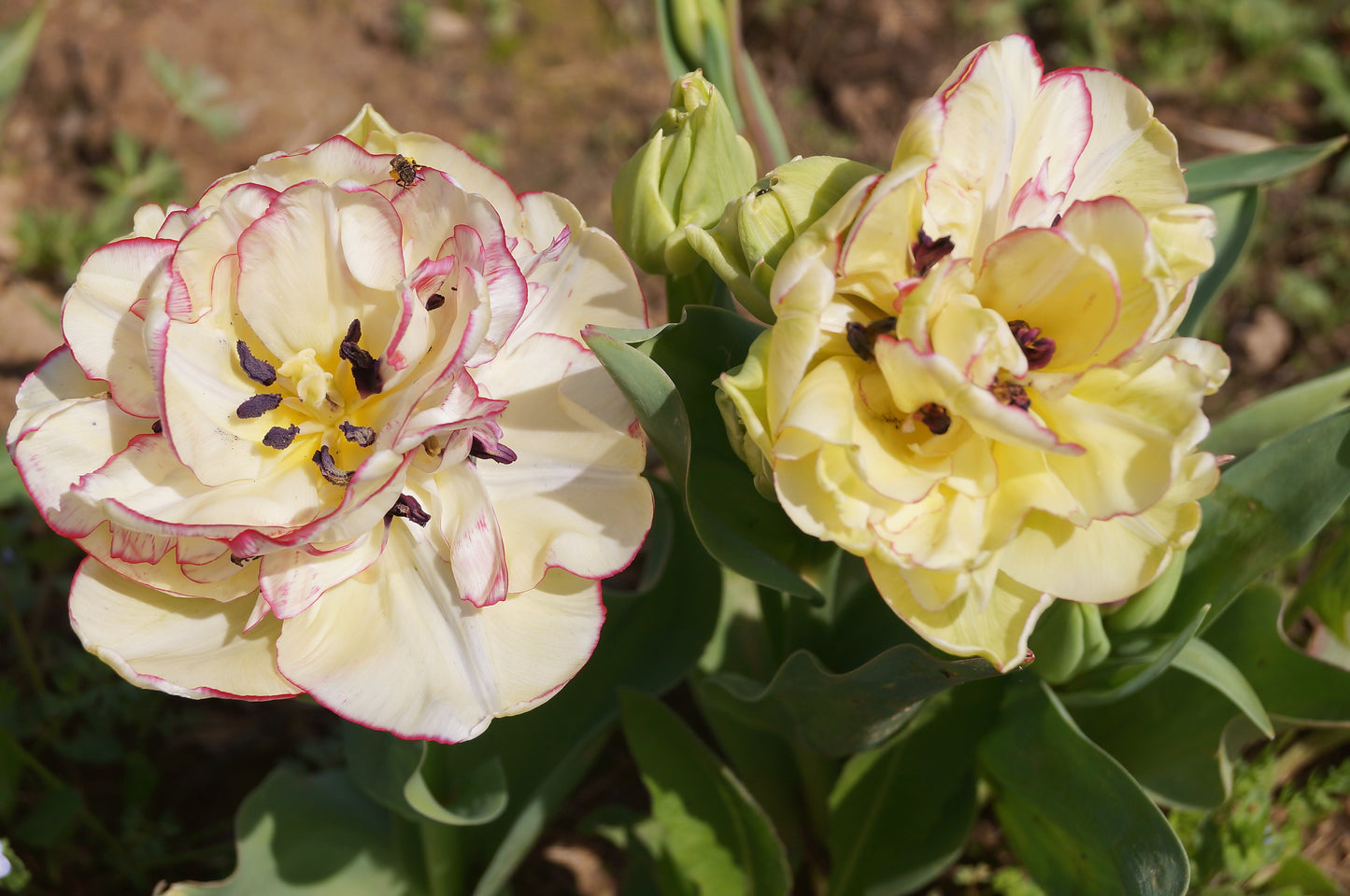Tulip - Belicia