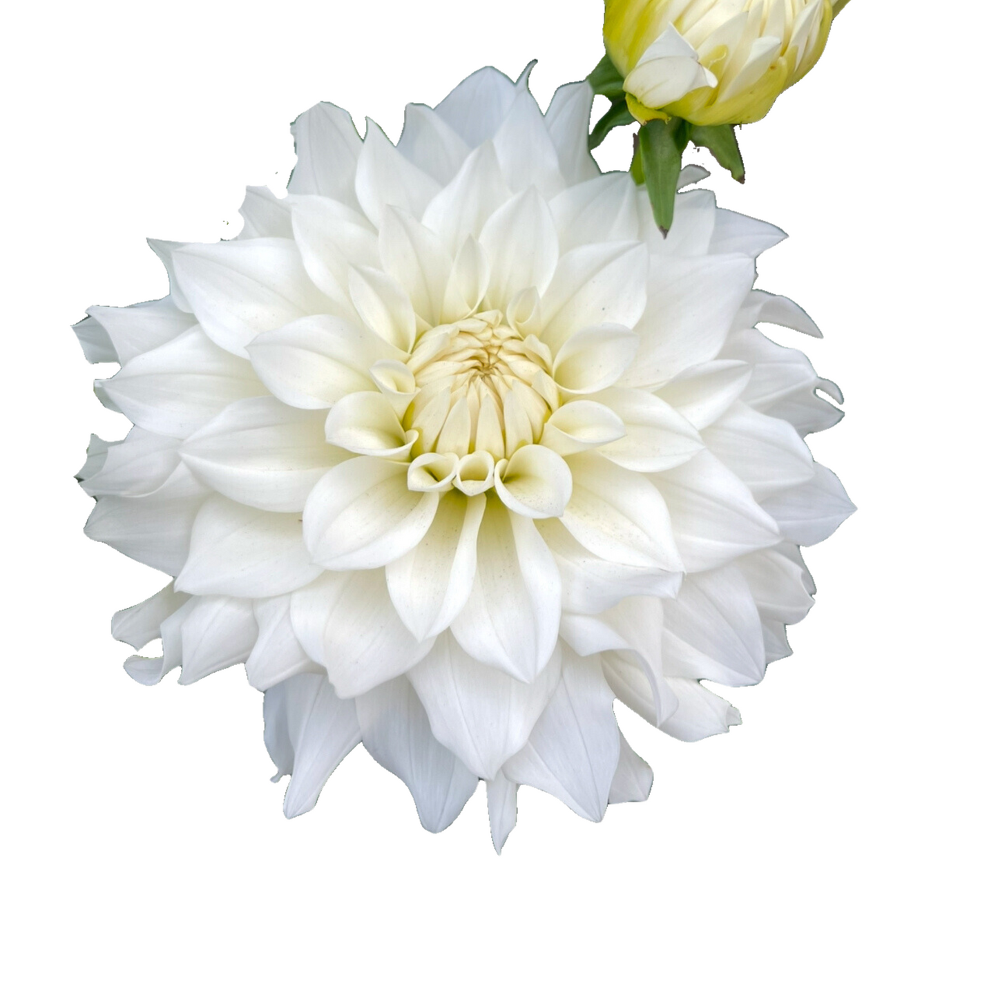 Potted Dahlia, Beaucon White