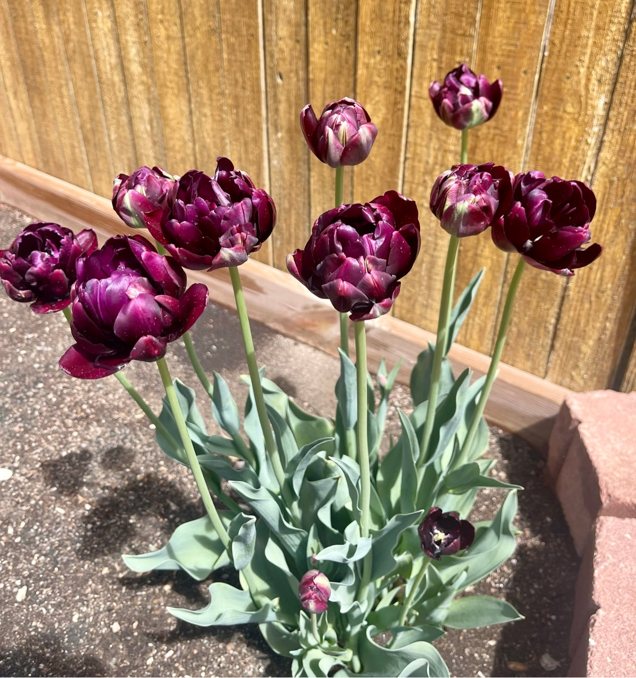 Tulip - Black Hero