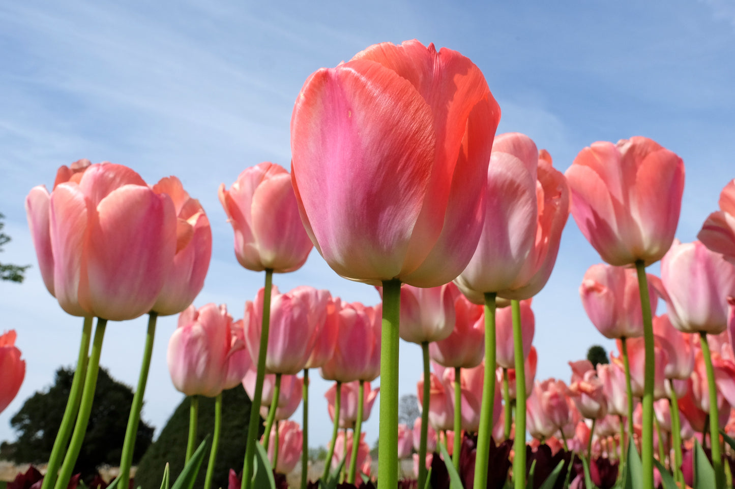 Tulip - Salmon Impression