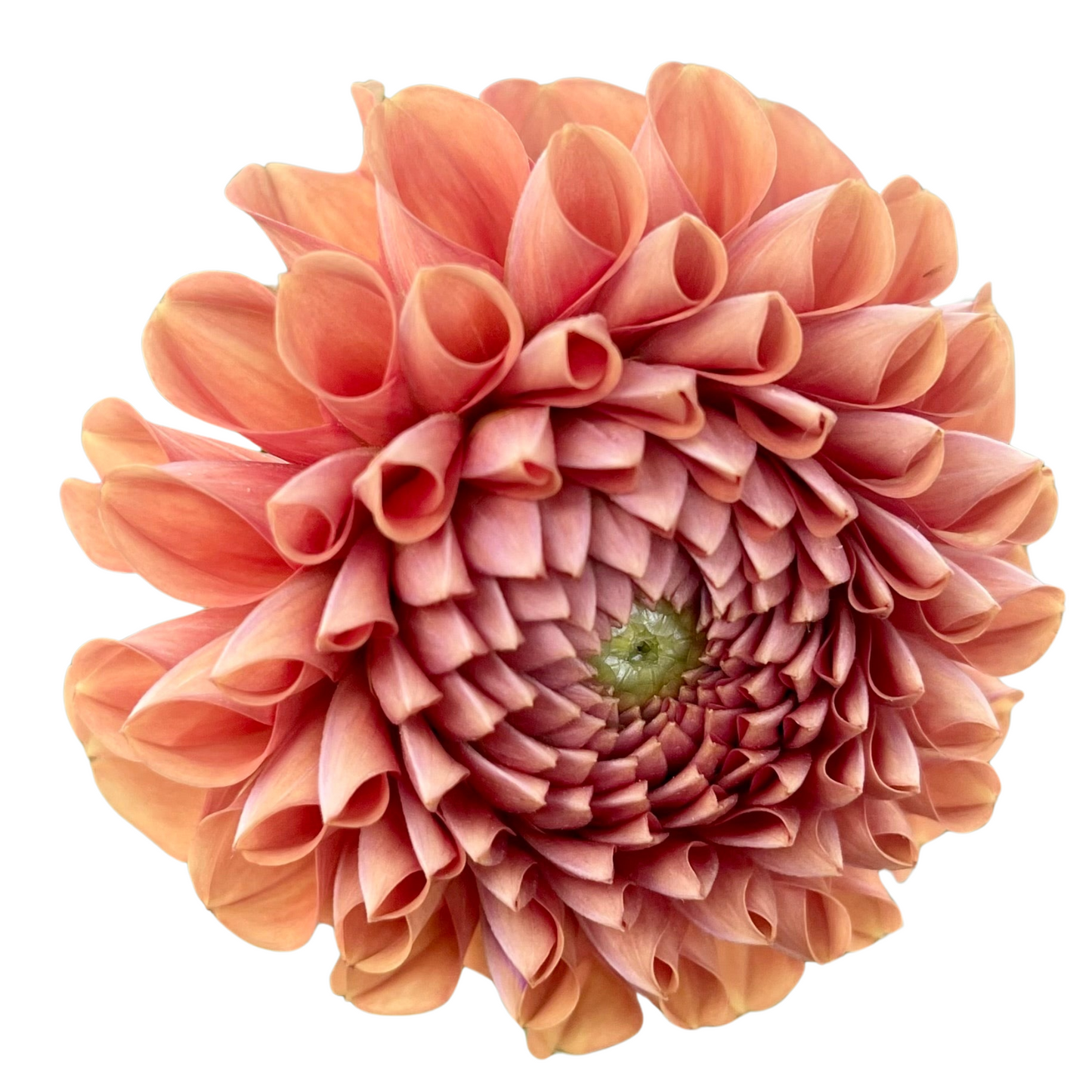 Potted Dahlia, Cornel Bronze