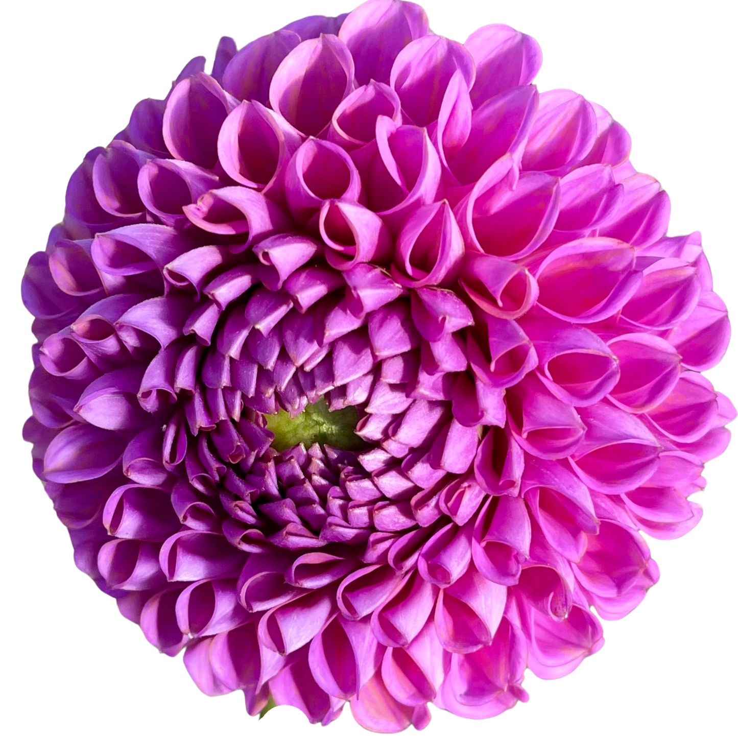 Dahlia Tuber, Isabel