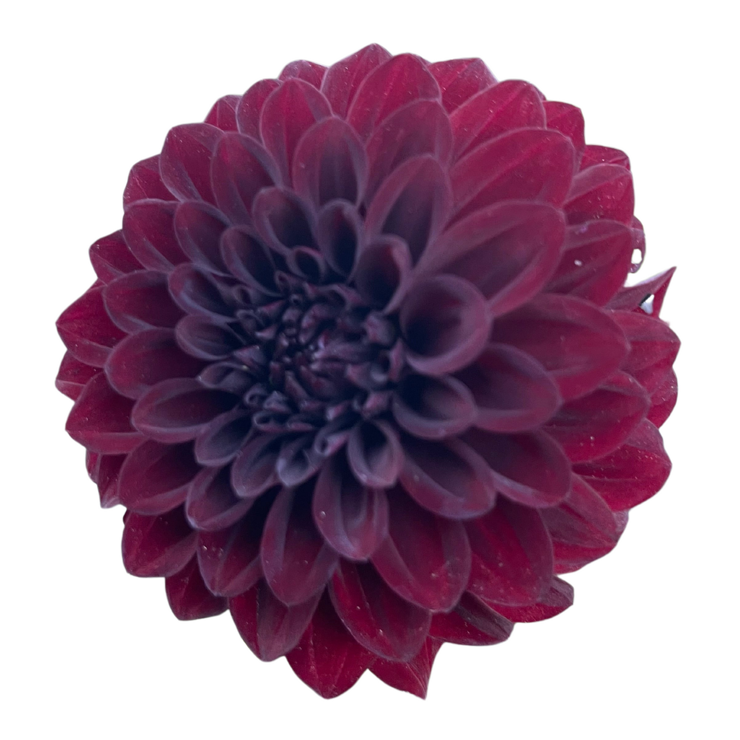 Dahlia Tuber, Black Satin
