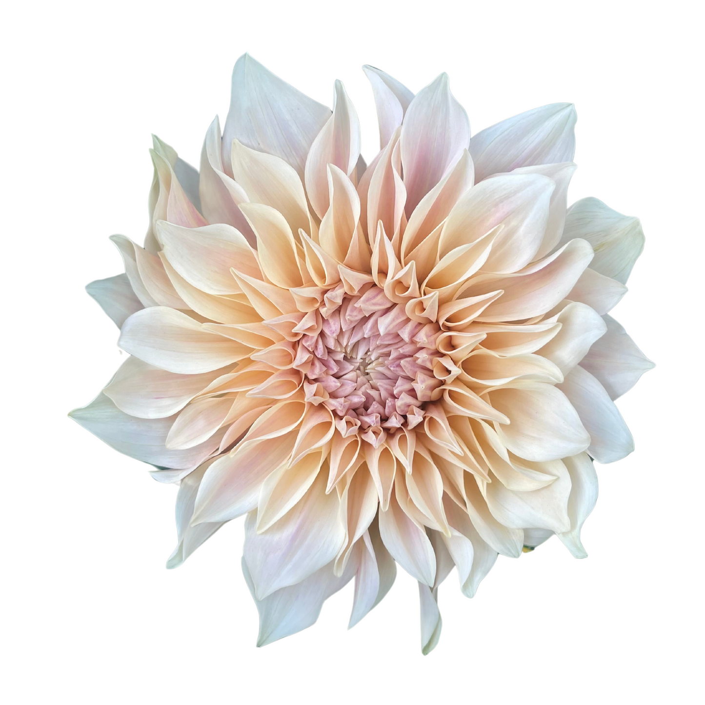 Potted Dahlia, Cafe au Lait