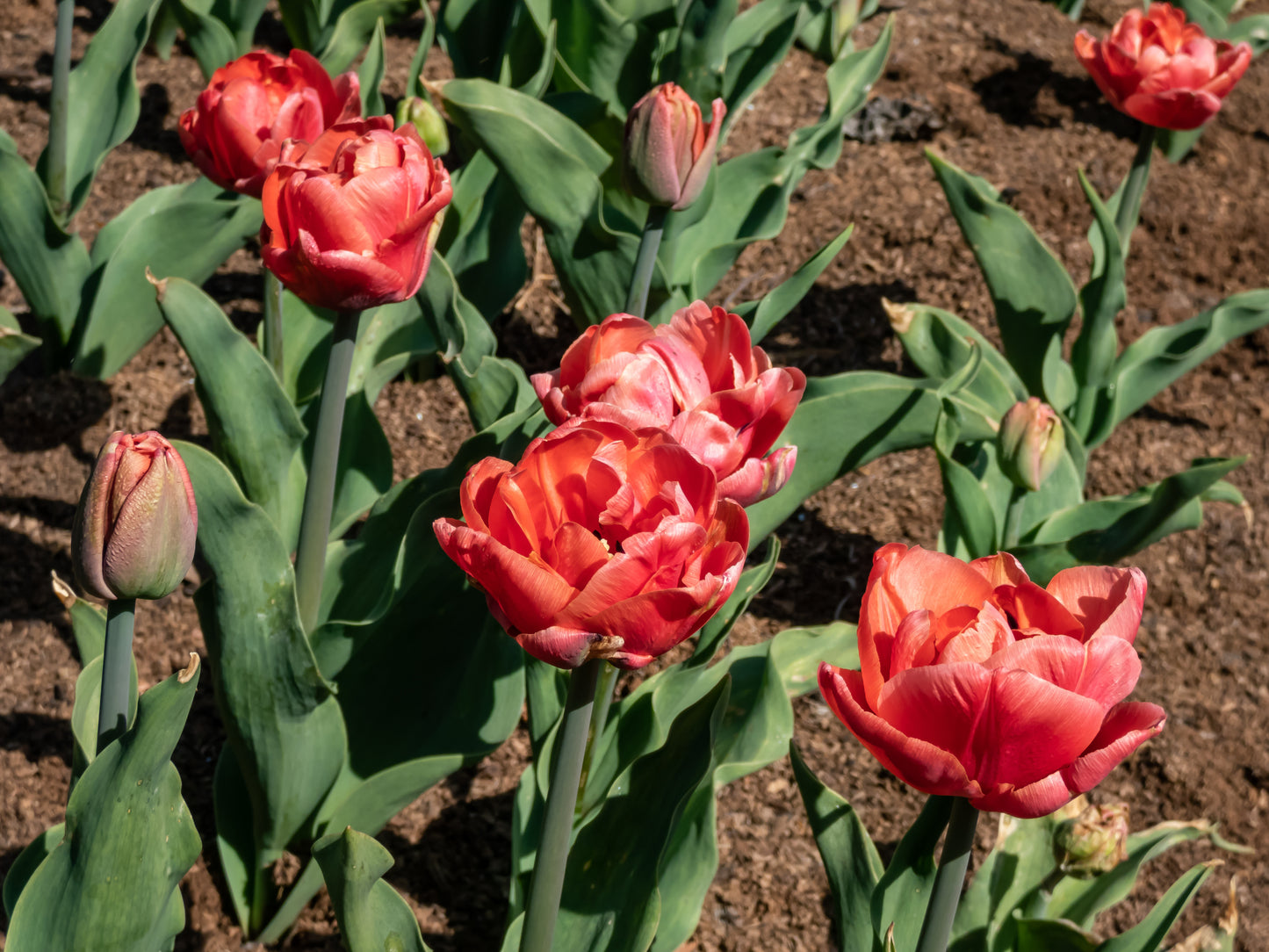 Tulip - Copper Image