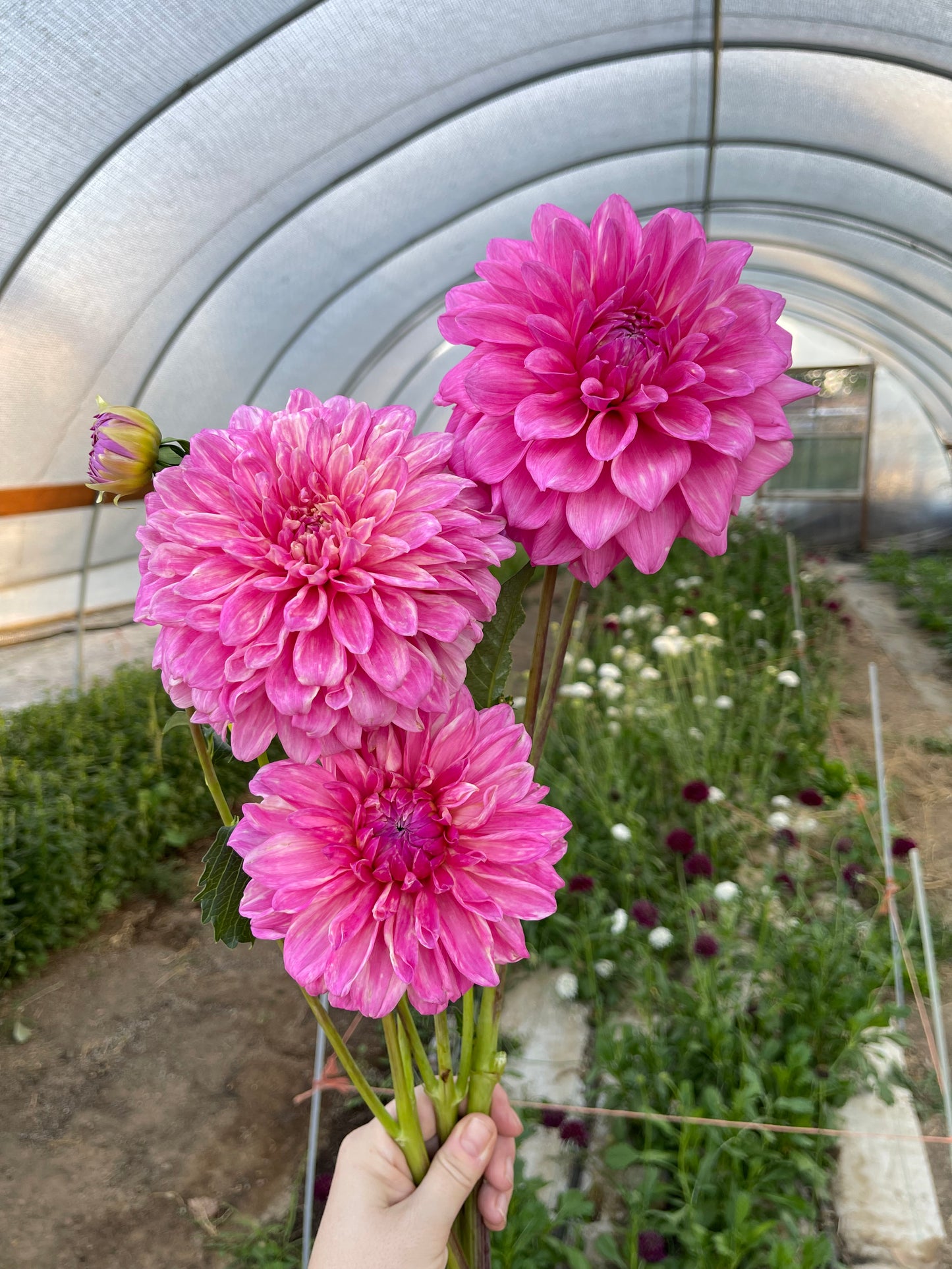 Potted Dahlia, Bargaly Blush