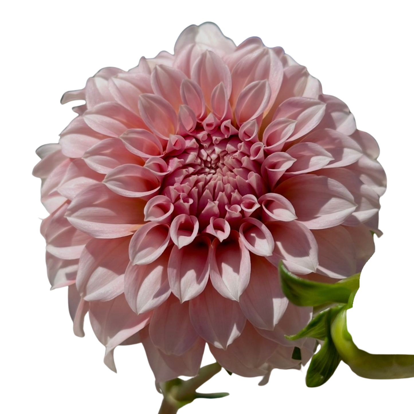 Potted Dahlia, Peaches N' Cream