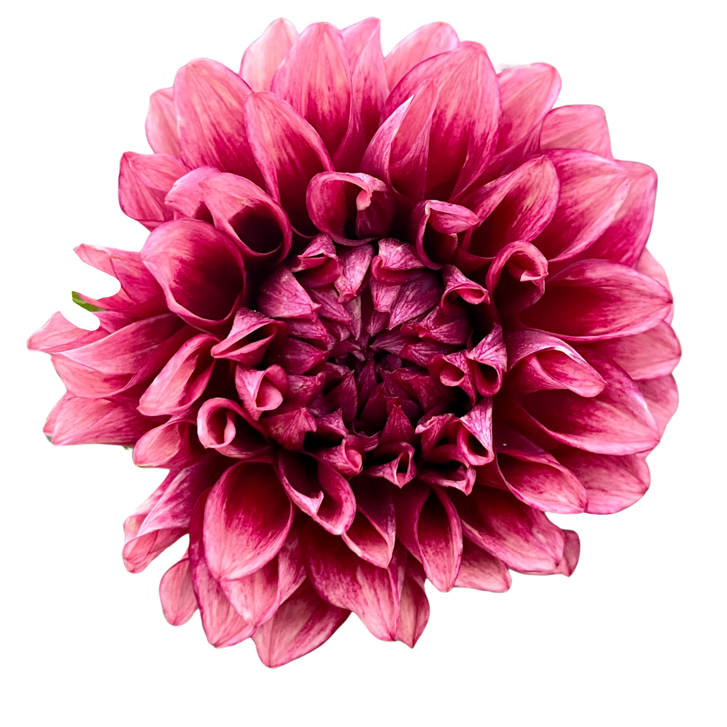 Potted Dahlia, Bloomquist York