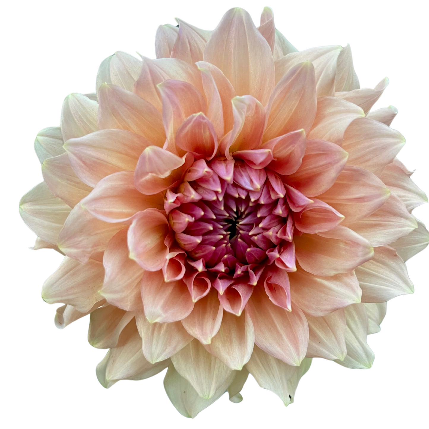 Potted Dahlia, Normandy Bright Day