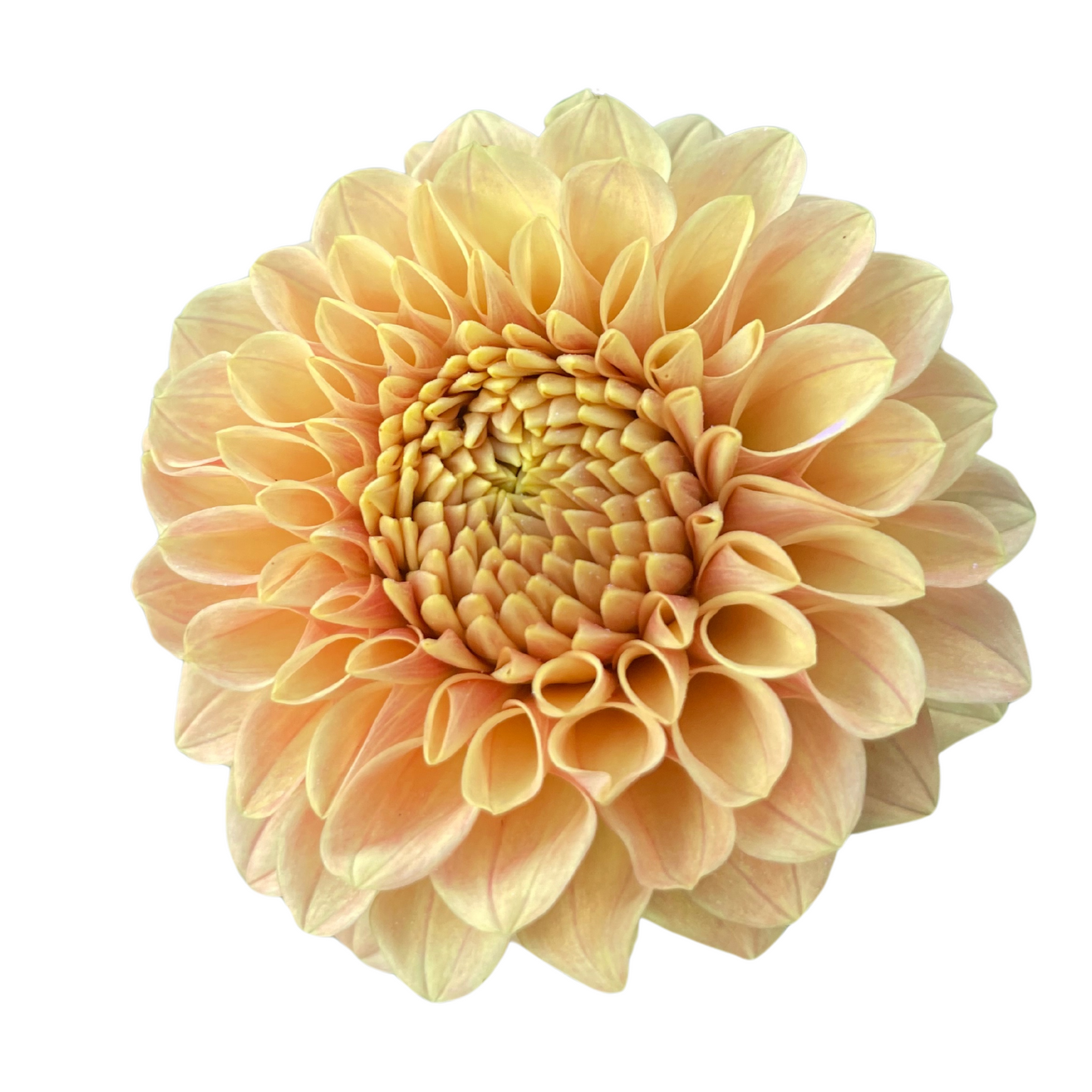 Potted Dahlia, Darcy