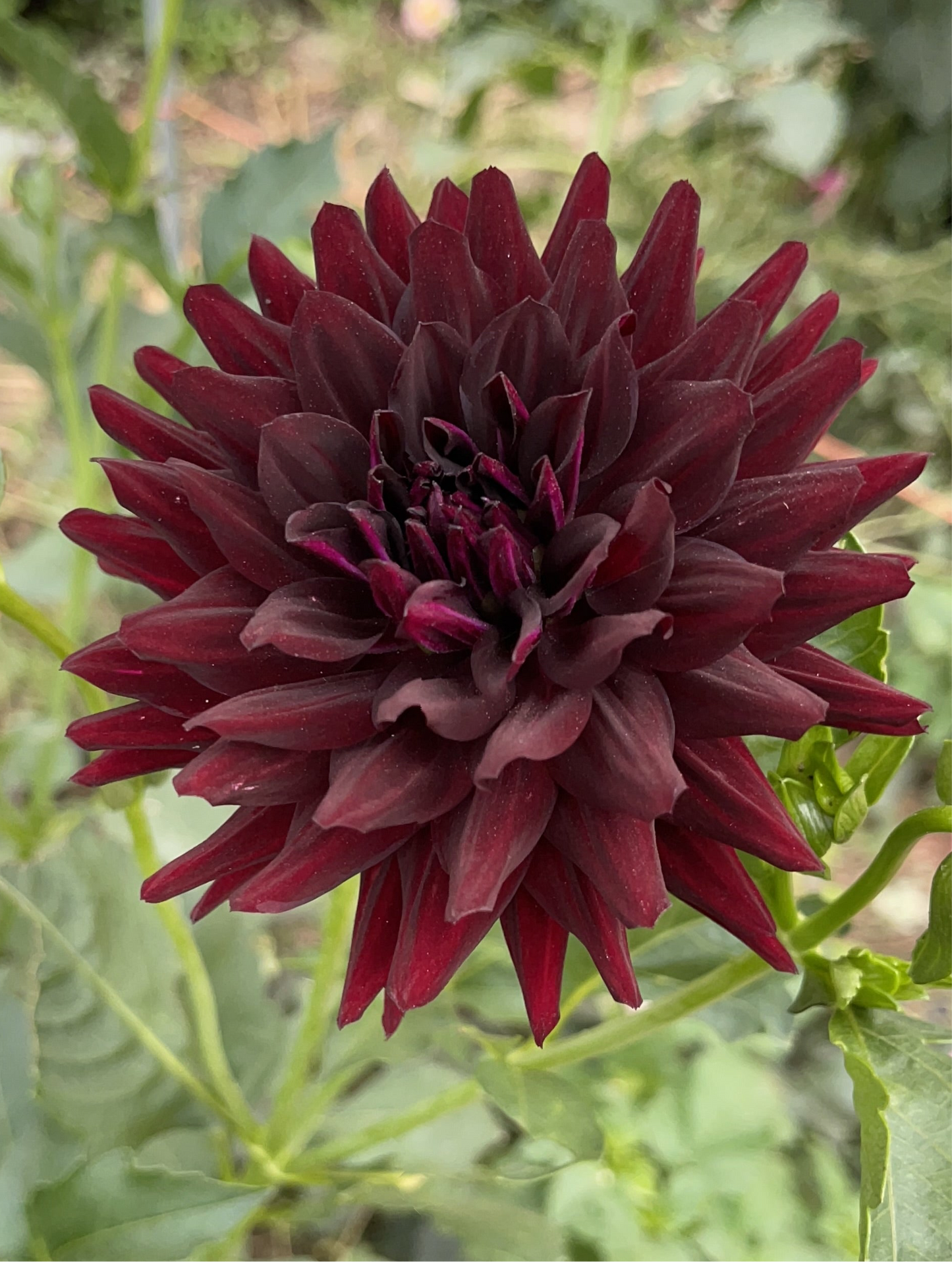 Potted Dahlia, Hollyhill Black Beauty