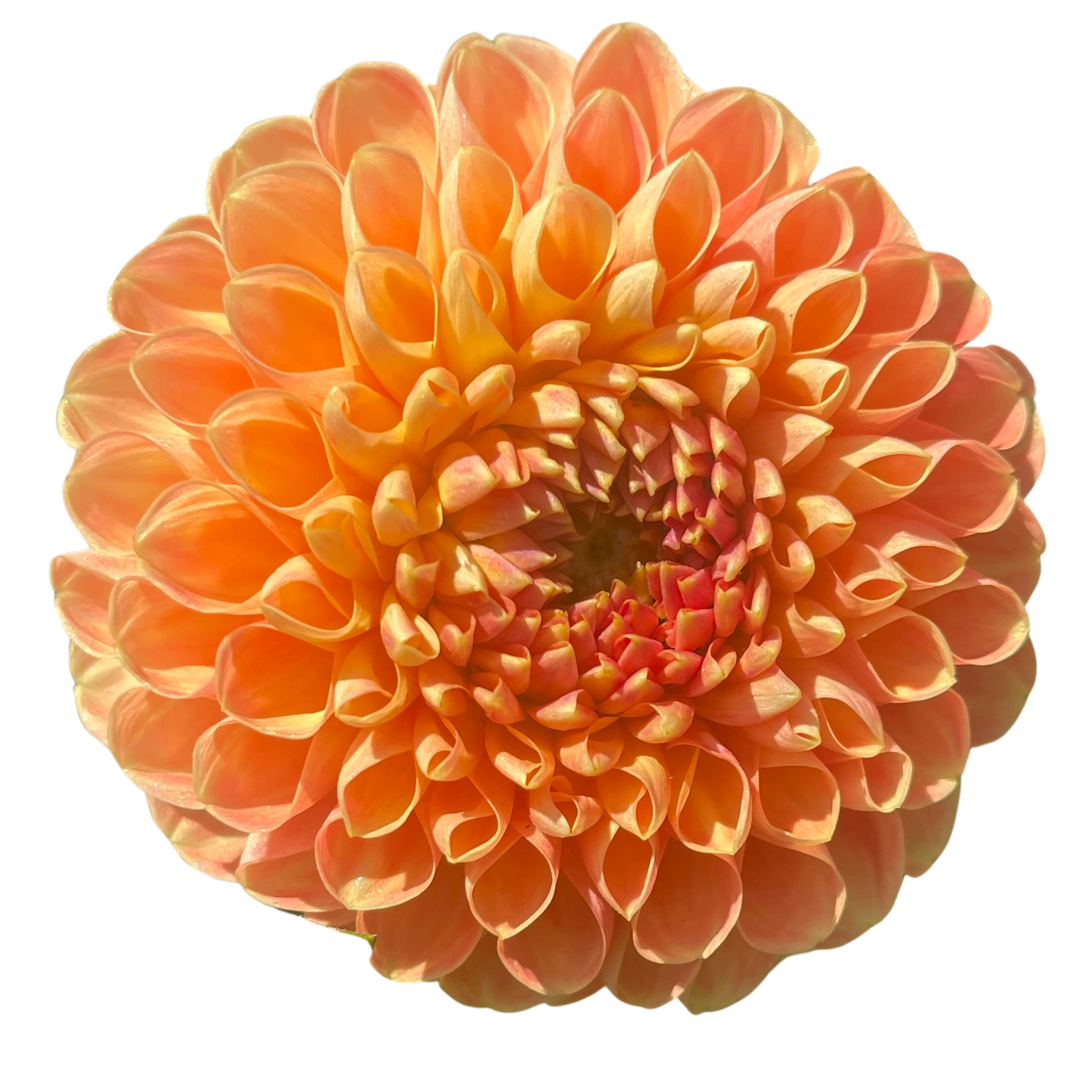 Potted Dahlia, Crichton Honey