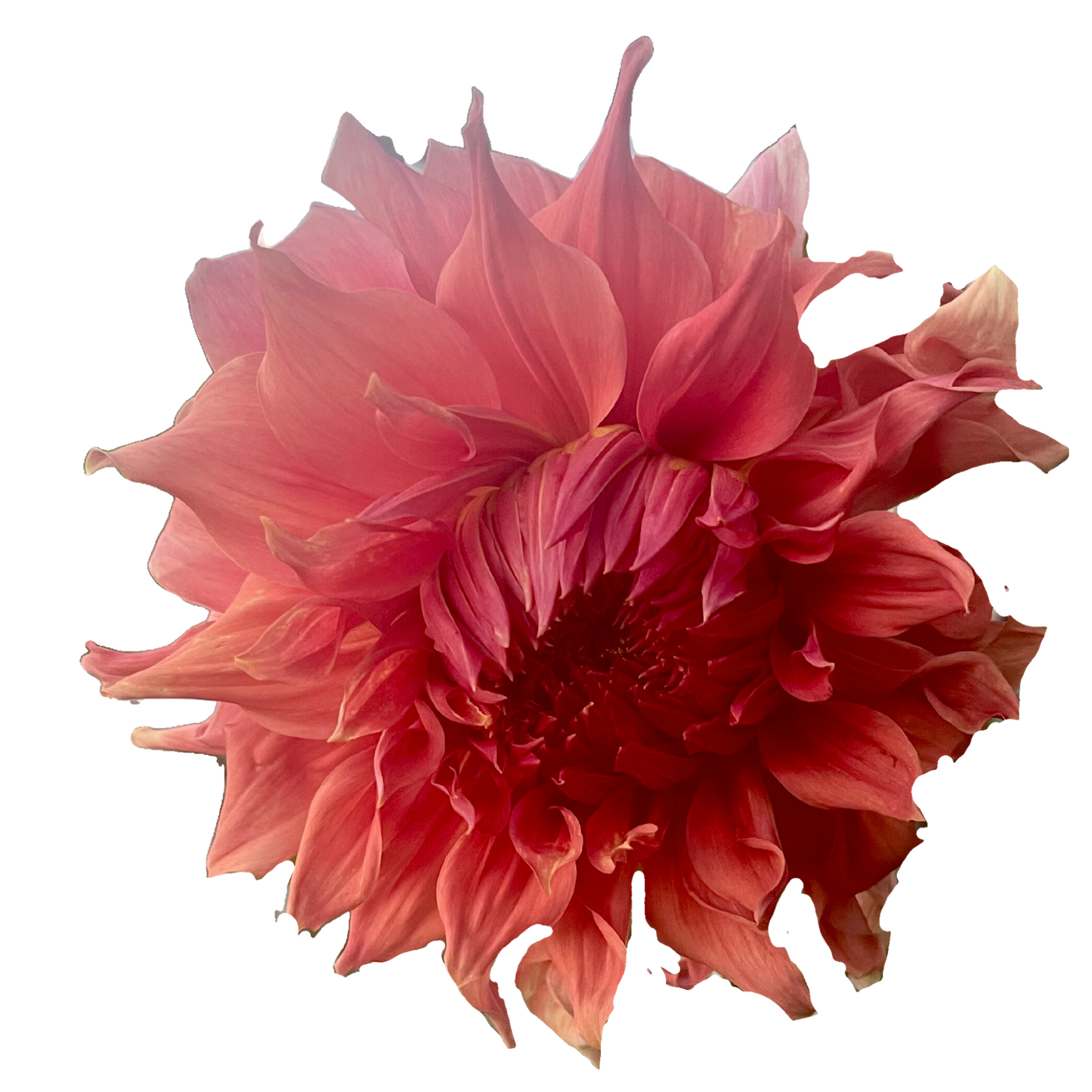 Potted Dahlia, Sierra Glow