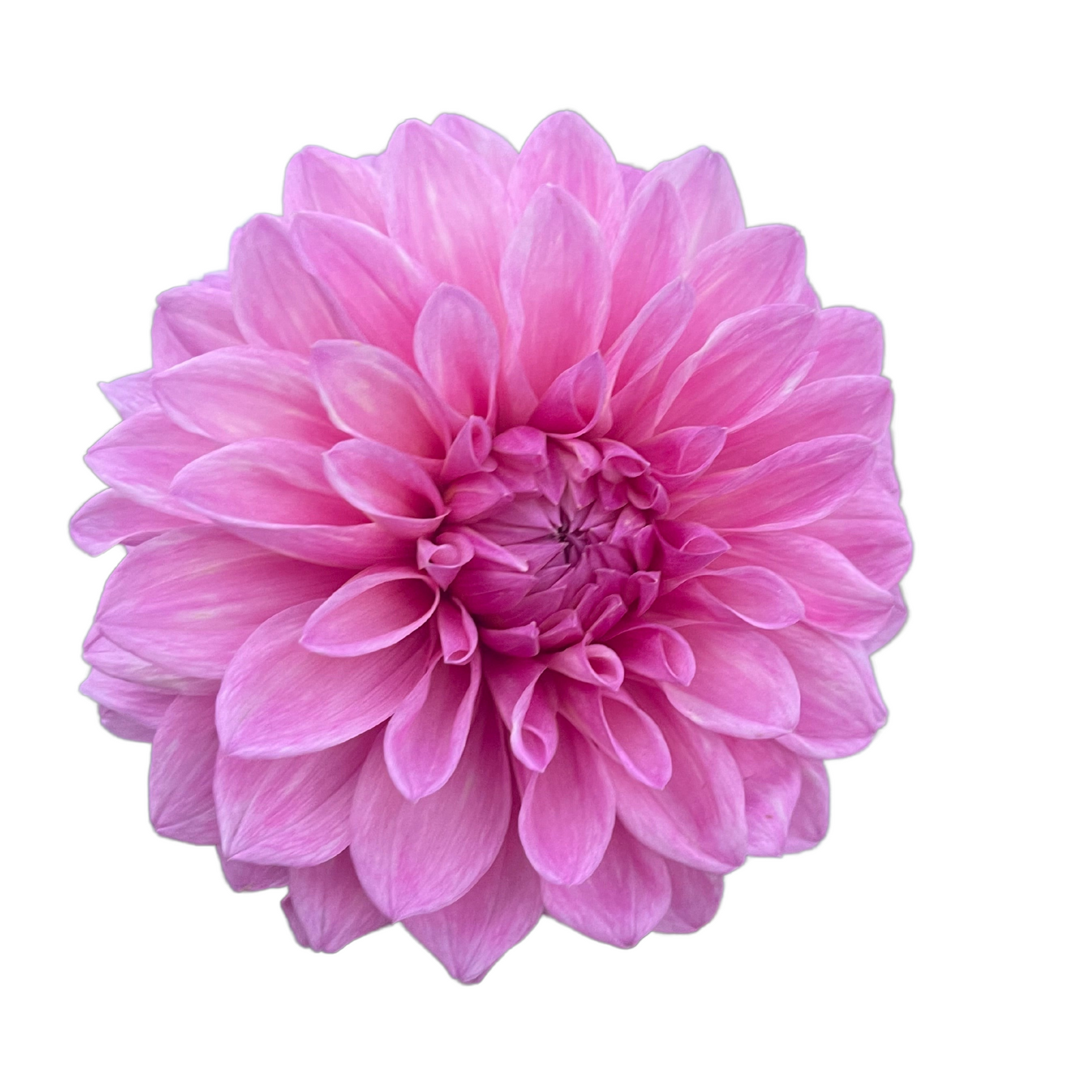 Potted Dahlia, Bargaly Blush