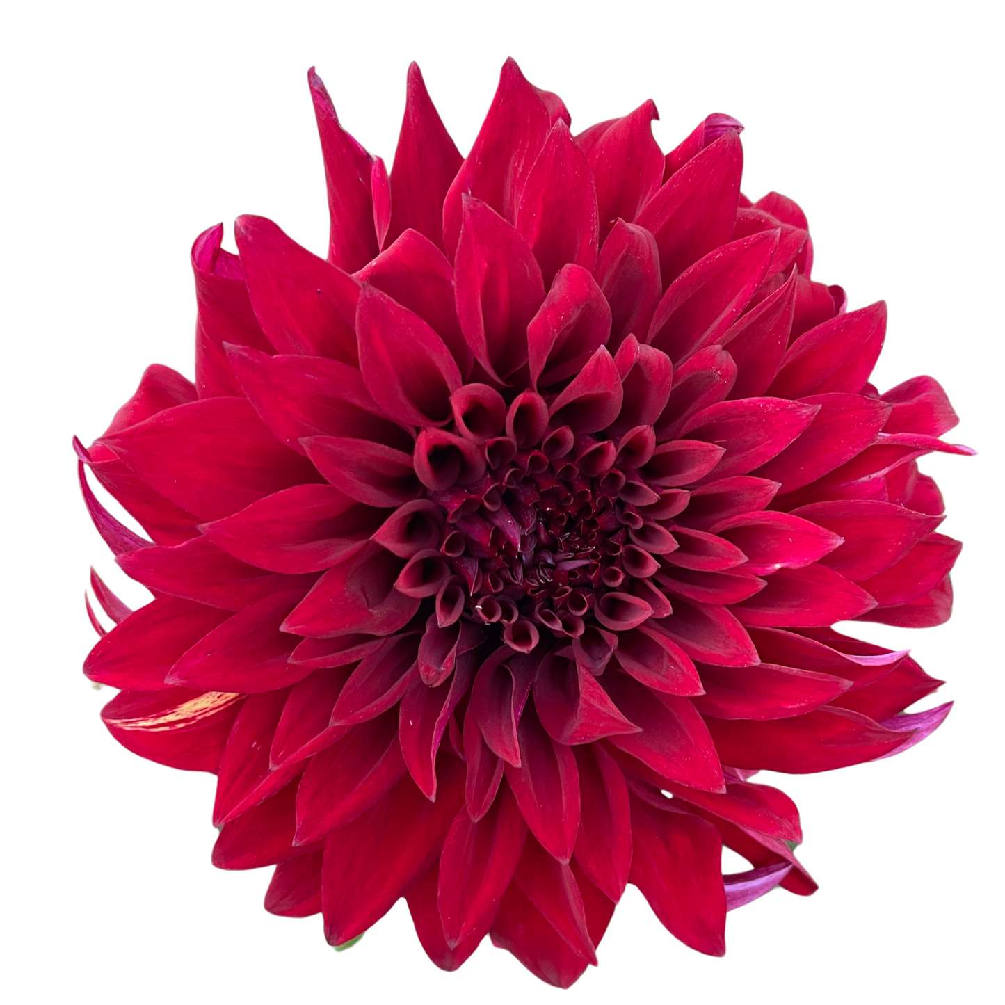 Potted Dahlia, Spartacus
