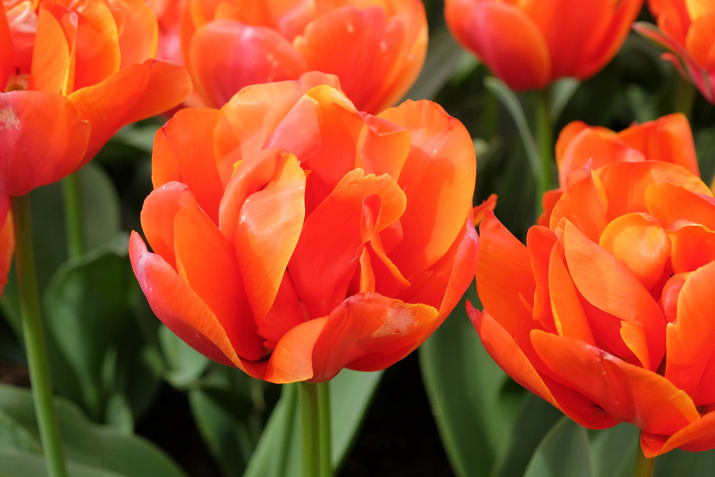 Tulip - Icoon