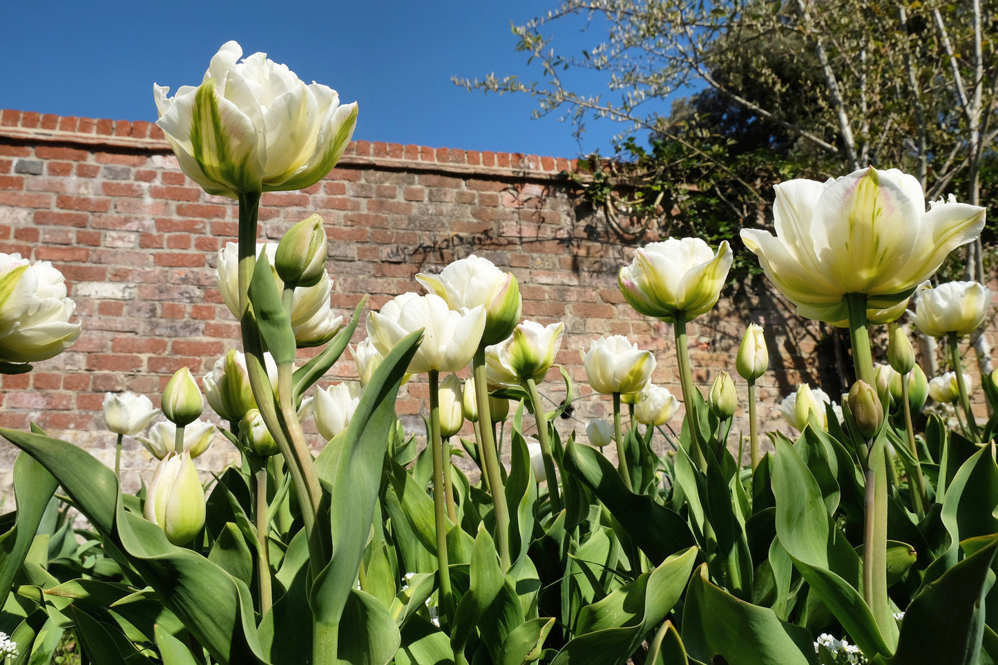 Tulip - Mount Tacoma