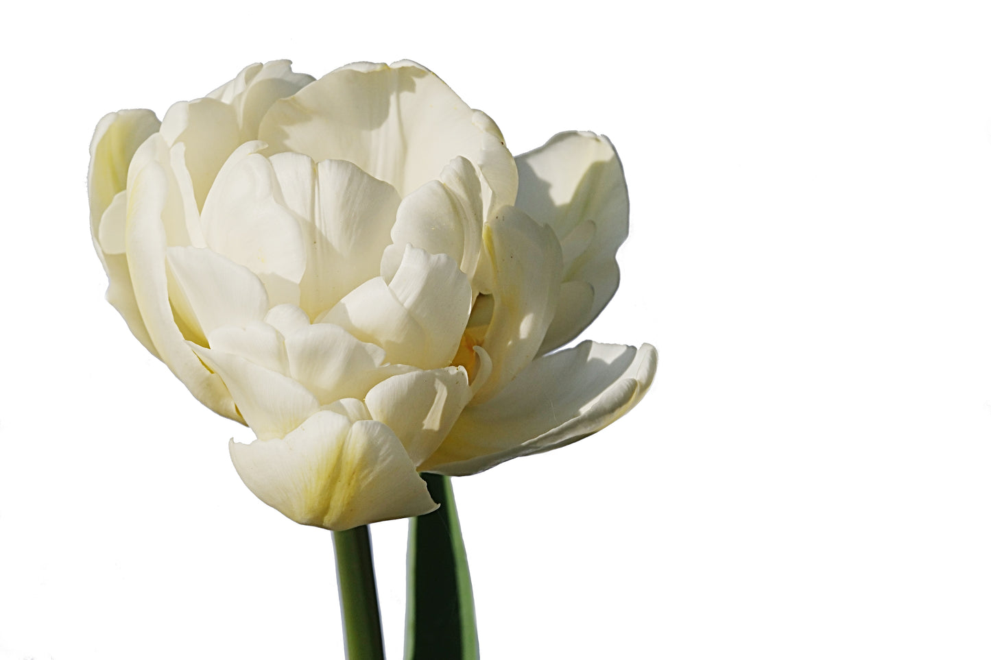 Tulip - Mount Tacoma