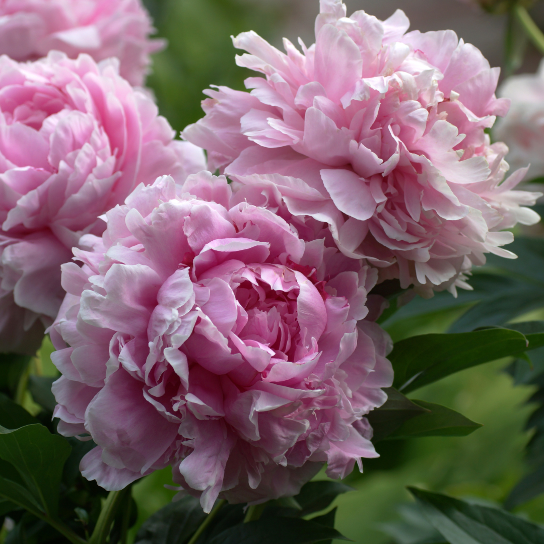 Peony - Sarah Bernhardt