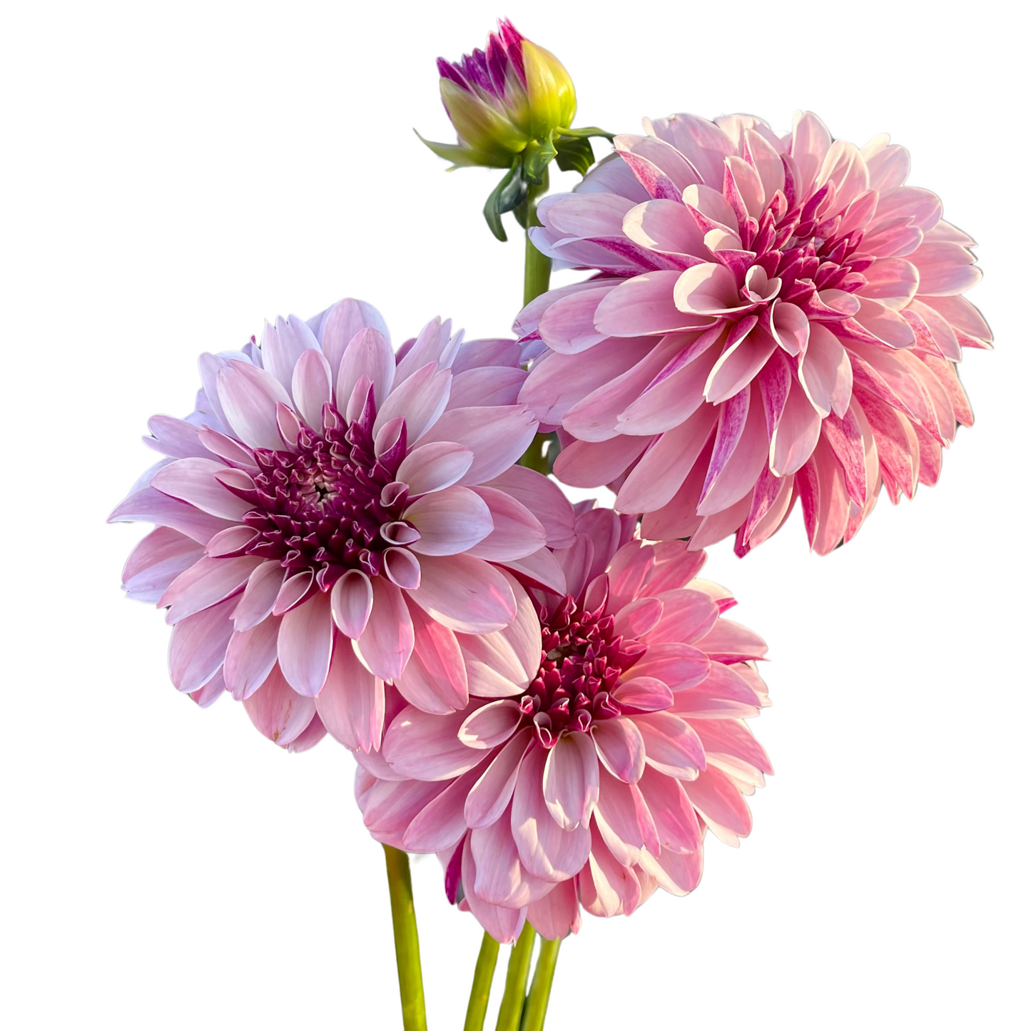 Dahlia Tuber, Salish Twilight Girl