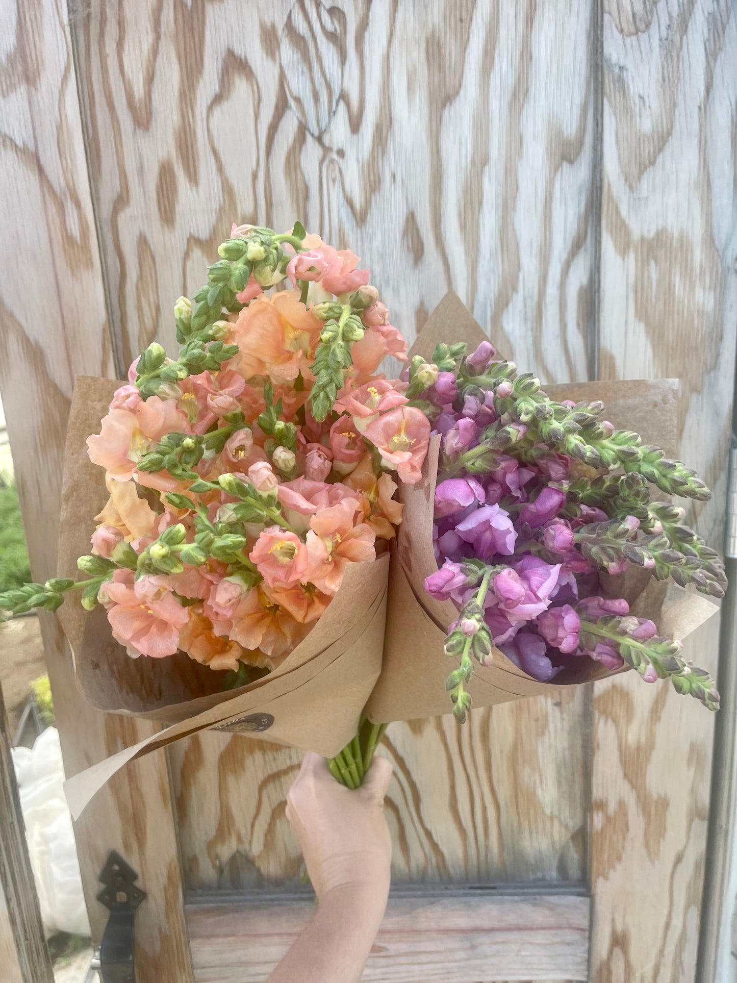 Snapdragon Bunches
