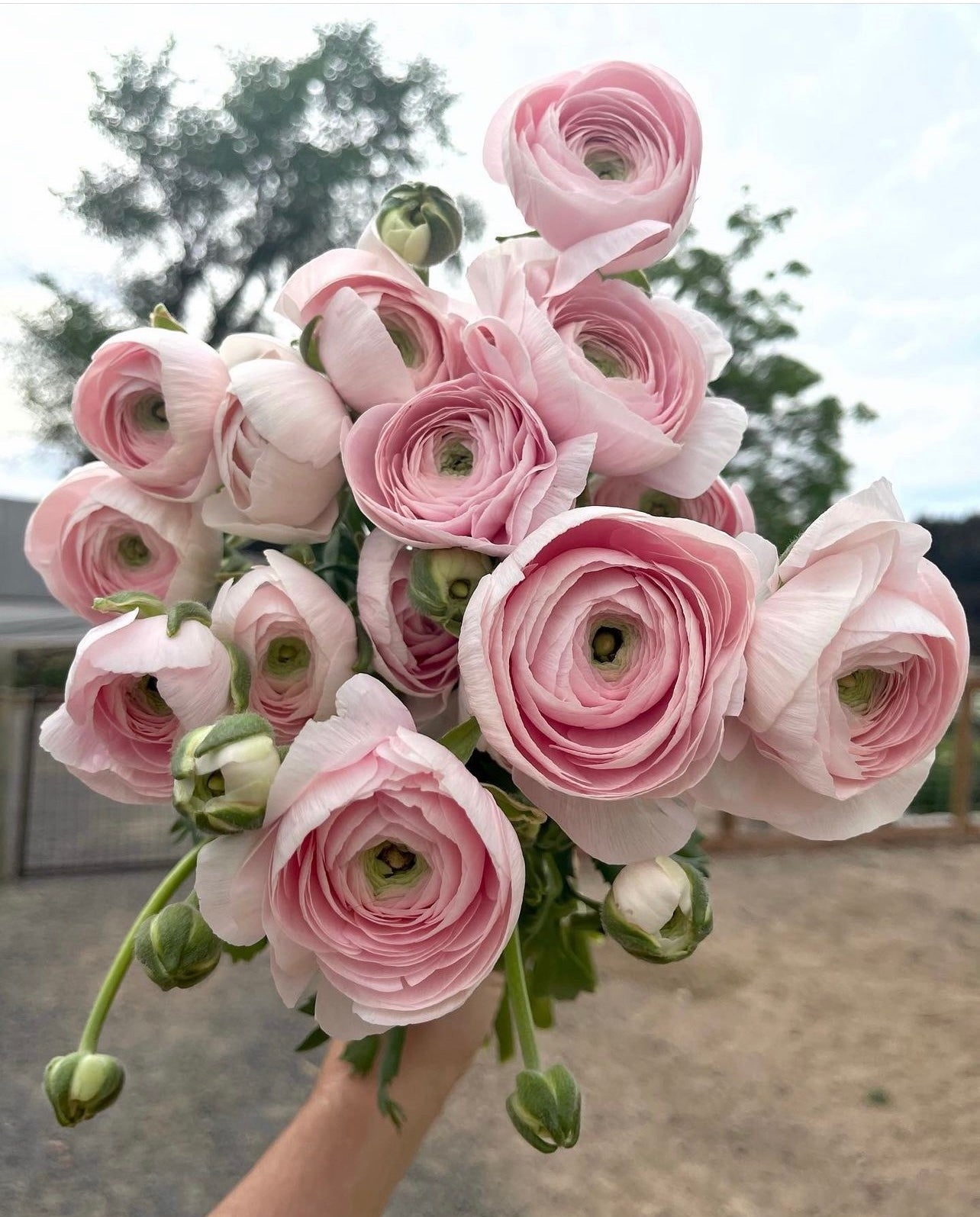 Early Spring Bouquet Subscription